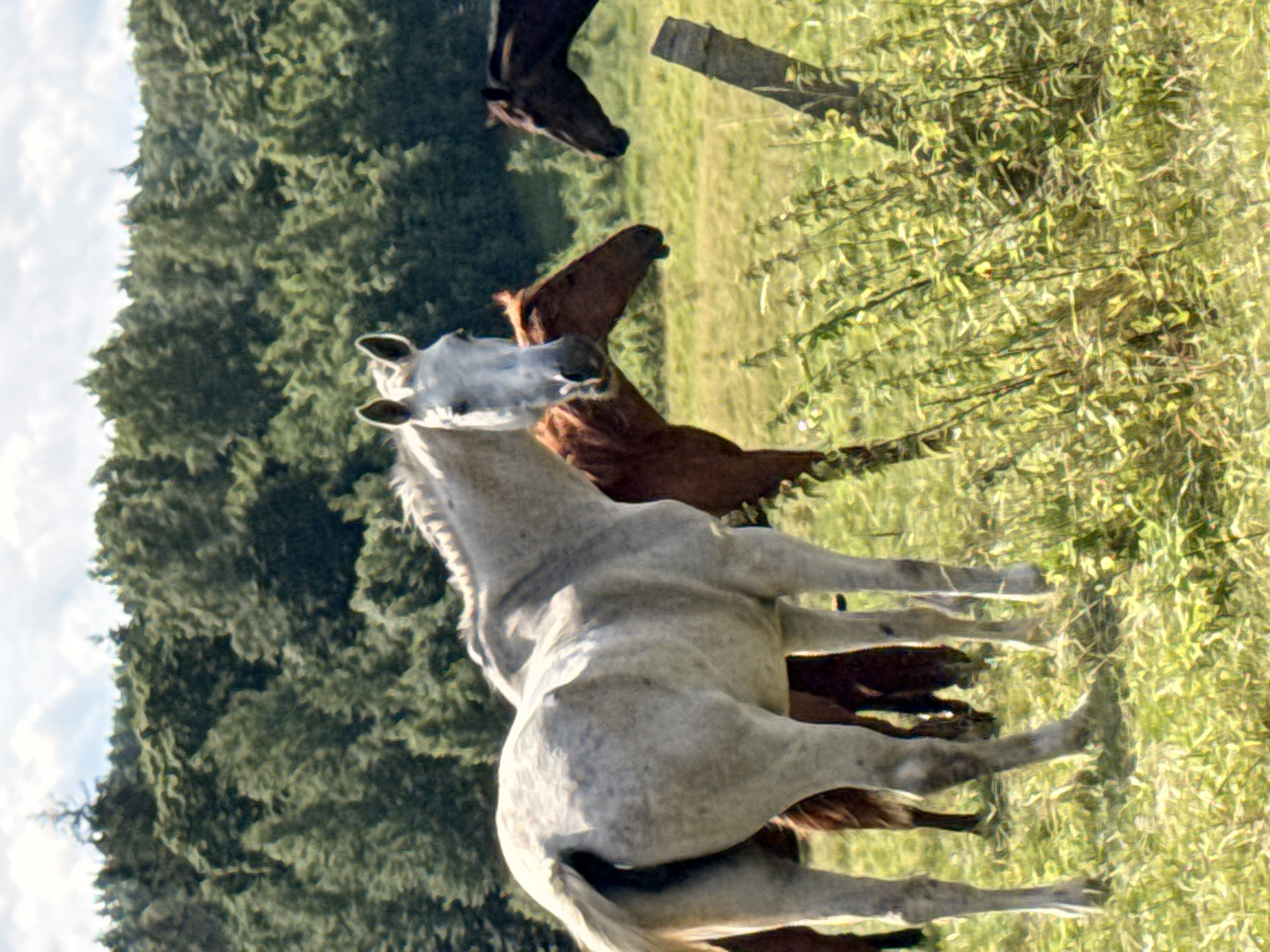In Galinė, Lithuania, a group of horses stands in a grassy field before a dense forest. A light gray horse is in the foreground, facing right with its head turned towards the viewer. Behind it, a brown horse is partially visible. To the right, the head of a dark brown horse emerges from the trees, looking to the left. The environment includes lush green grass, foliage, and a line of tall trees in the background under a partly cloudy sky.