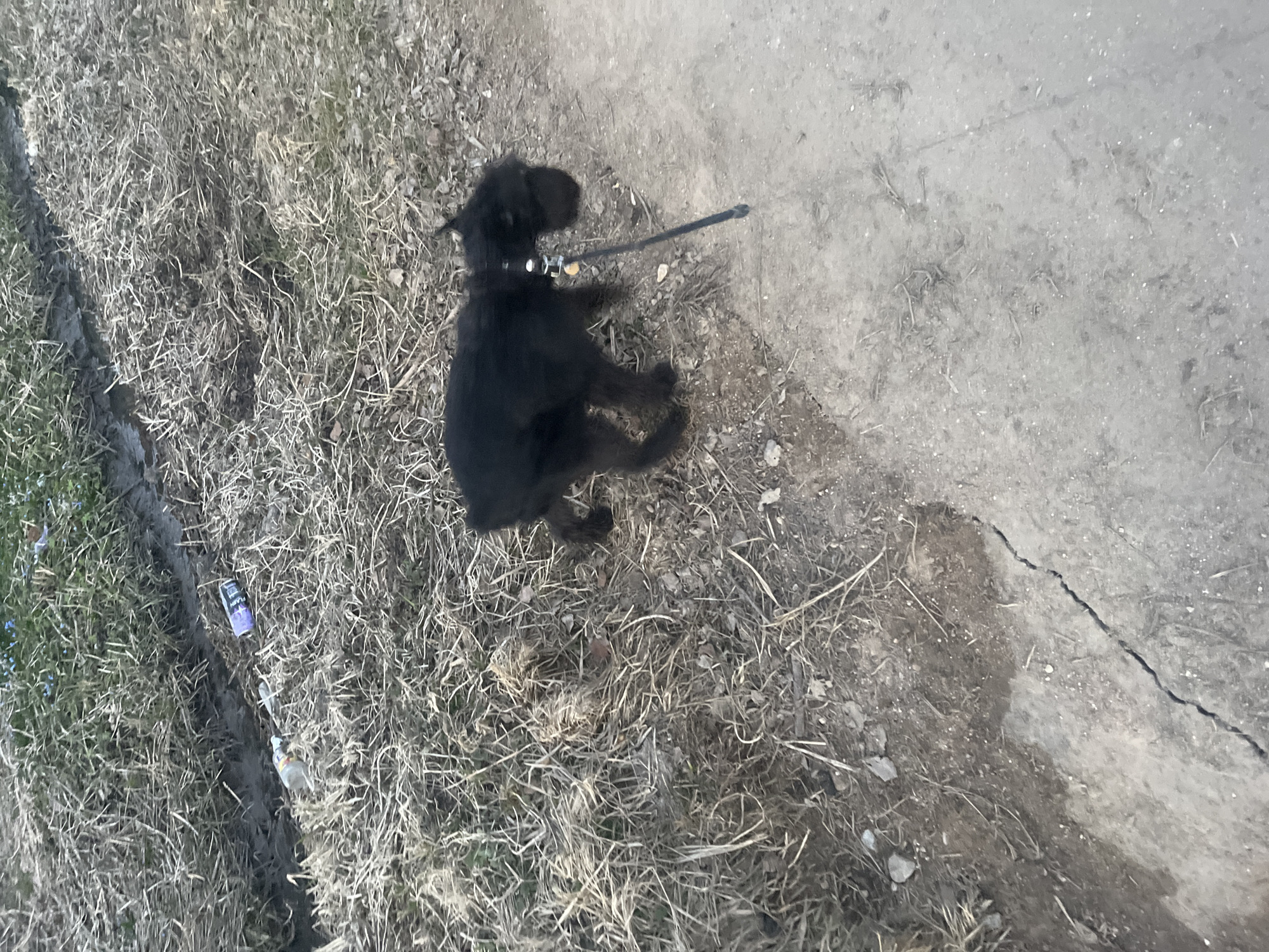 A black dog sits on a leash in a patch of dirt and grass next to a concrete surface, possibly a sidewalk or road. The dog is the central subject of the image. Some trash is visible in the grass. The location is purportedly Podolsk, Russia.