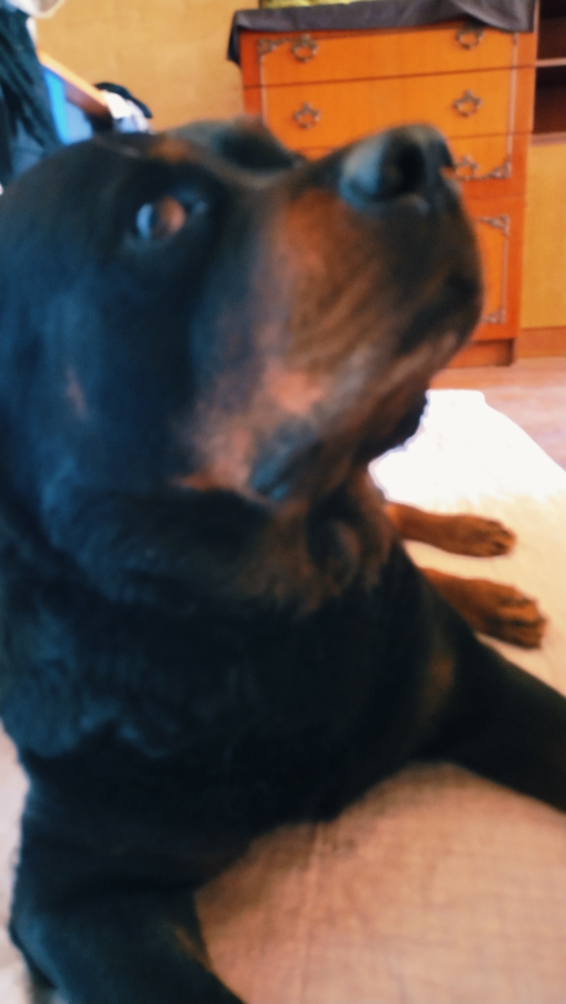 A Rottweiler dog is lying down in an indoor setting. The dog's head and upper body are in focus, while its paws are visible in the lower right and left portions of the image. In the background, there is a piece of furniture that appears to be a dresser or cabinet with drawers and ornate handles. The furniture is orange and has decorative elements. To the left of the furniture, a blue object and some clothing items are visible. The flooring is a light color, possibly a rug or carpet. The overall lighting suggests an indoor environment, potentially a home. There is no information about the location being in Horishni Plavni, Ukraine.