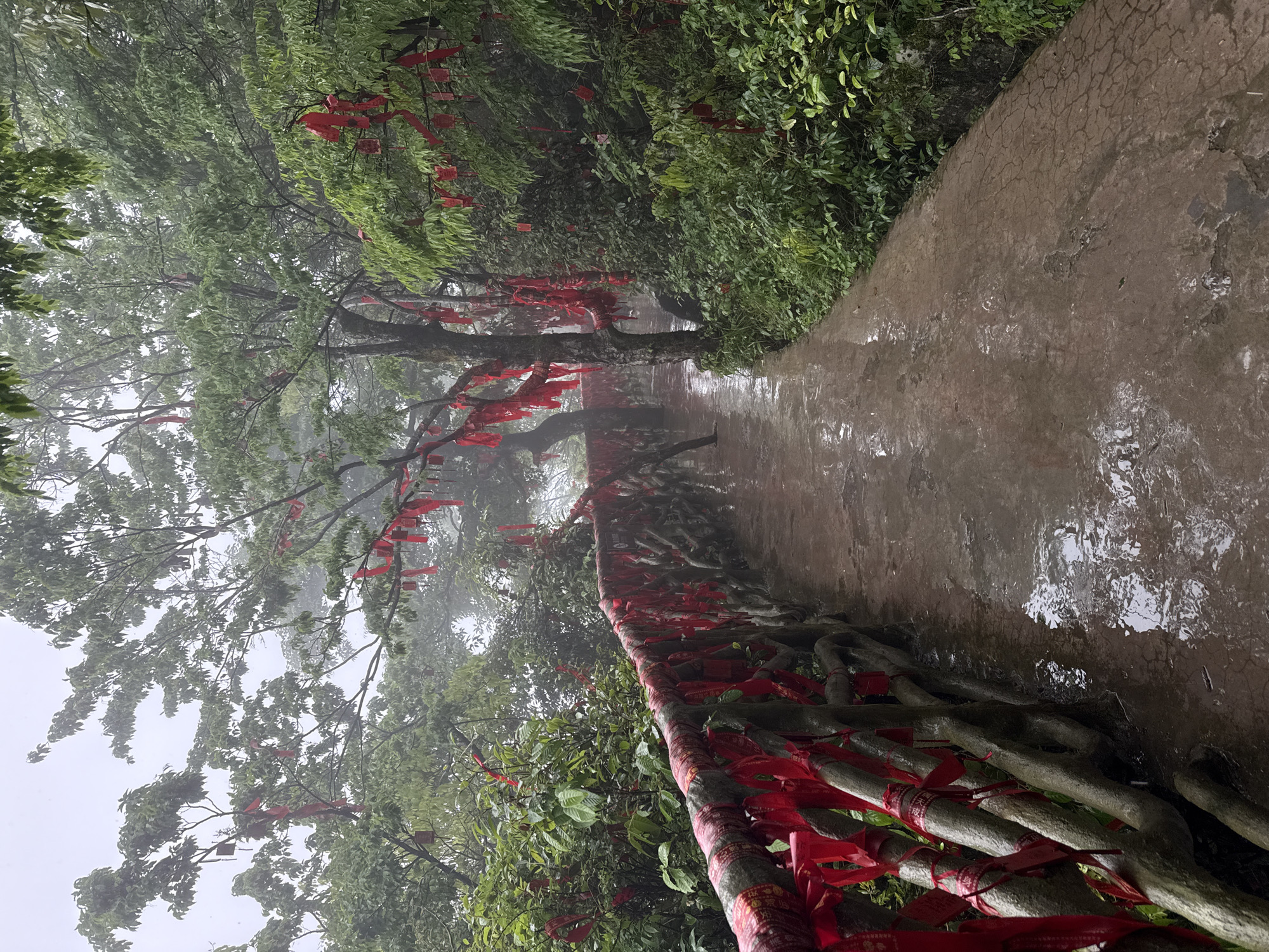 The image depicts a wet, stone-paved pathway in Yongding District, China. The path is bordered by dense vegetation, including trees and shrubs. Many of the trees have red ribbons tied to their branches. A natural barrier made of intertwined branches, also adorned with red ribbons, runs along one side of the path. The overall atmosphere is misty and overcast, suggesting high humidity or rainfall.