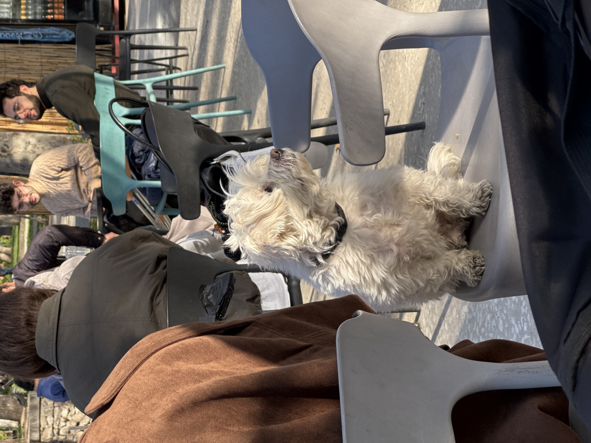 This image captures an outdoor scene at what appears to be a bustling cafe or restaurant in Yerevan, Armenia, on a sunny day.
The central subject is a small, fluffy white dog, possibly a Maltese or similar breed, with a black collar, comfortably seated on a light grey plastic chair. The dog is looking upwards and slightly to the right, appearing calm and attentive. Its front paws are visible on the chair, while one of its back paws shows a bit of dirt.
In the foreground, the back and right shoulder of a person wearing a brown coat are visible, suggesting the viewer's perspective is from a nearby seat. Another person, wearing a dark jacket, is seated further back, facing away from the camera. In the mid-ground, two men are visible. One man with a beard and glasses, wearing a dark shirt, looks directly towards the camera while leaning on a table. Beside him, another bearded man in a light-colored, patterned sweater is looking down.
The setting includes multiple tables and chairs, characteristic of an outdoor dining area. There are light grey and light blue plastic chairs, some stacked in the background. Strong shadows are cast across the ground and chairs, indicating bright sunlight and a clear daytime sky. A wooden slatted wall is visible in the background, and the ground appears to be paved. No discernible text is visible within the image.