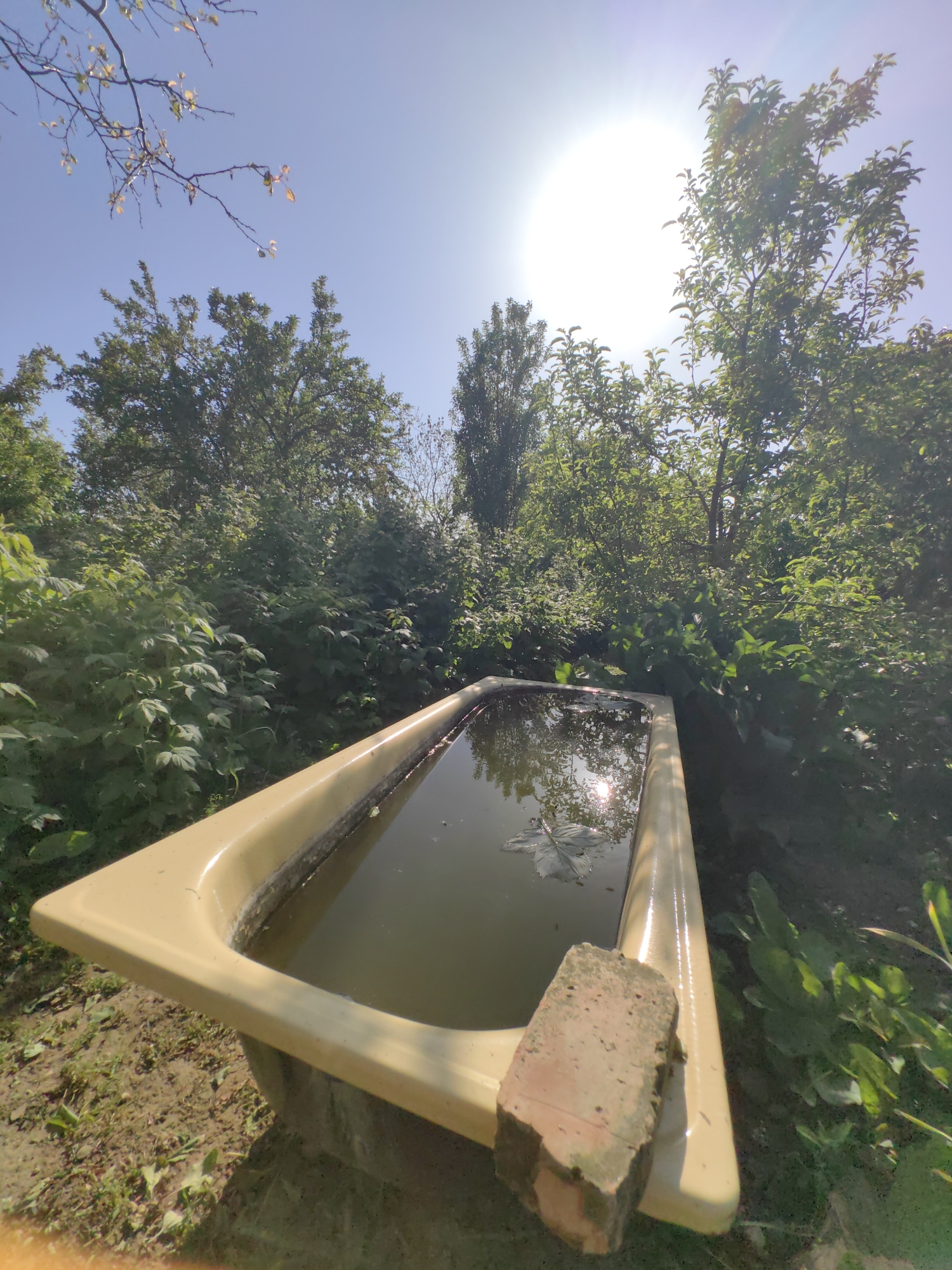 A wide-angle shot outdoors depicts a yellow-beige bathtub filled with standing water, likely rainwater. A brick is resting on the edge of the tub. The bathtub sits amidst dense green foliage, suggesting a yard or garden setting. The sky is bright blue with the sun visible, reflecting off the surface of the water. There are trees visible in the background. This image was taken in Unknown, Unknown.