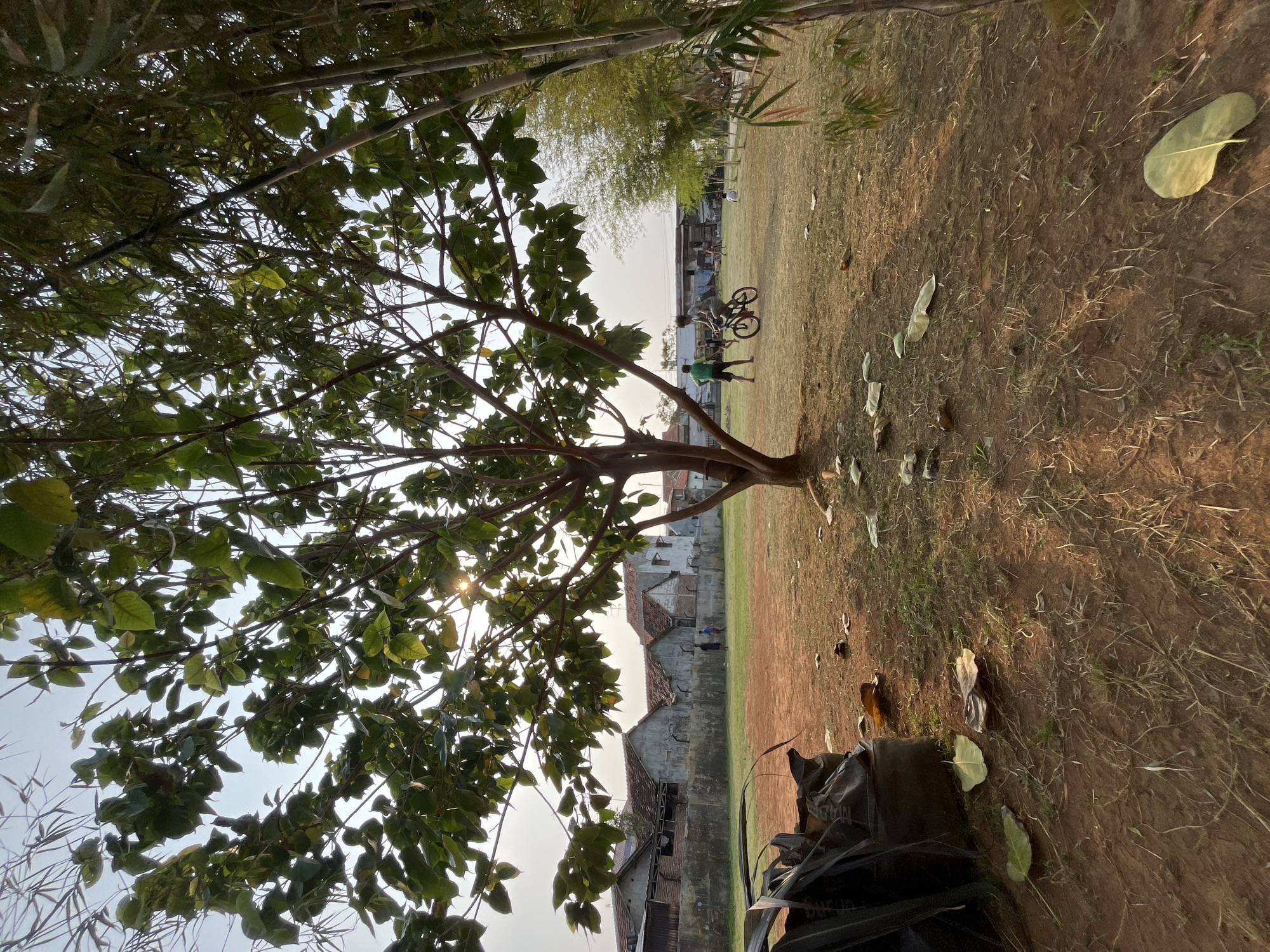 The image depicts an outdoor scene in Pekalongan, Indonesia, likely a field or park adjacent to residential buildings. The foreground features dry, reddish-brown earth scattered with dried leaves and some green grass. On the left, a dark, large bag or tarp is visible.
Dominating the midground is a large tree with abundant green leaves, casting shadows on the ground. To the right of the tree, a person is riding a bicycle. Further back, several other individuals are present, appearing to be engaged in casual activities on a grassy area. Behind them, a row of houses with visible roofs can be seen, suggesting a residential neighborhood. The background is filled with more trees, including bamboo on the far right, and a hazy sky, indicating it might be late afternoon or early morning. The overall impression is a quiet, everyday scene in a semi-urban Indonesian setting.
