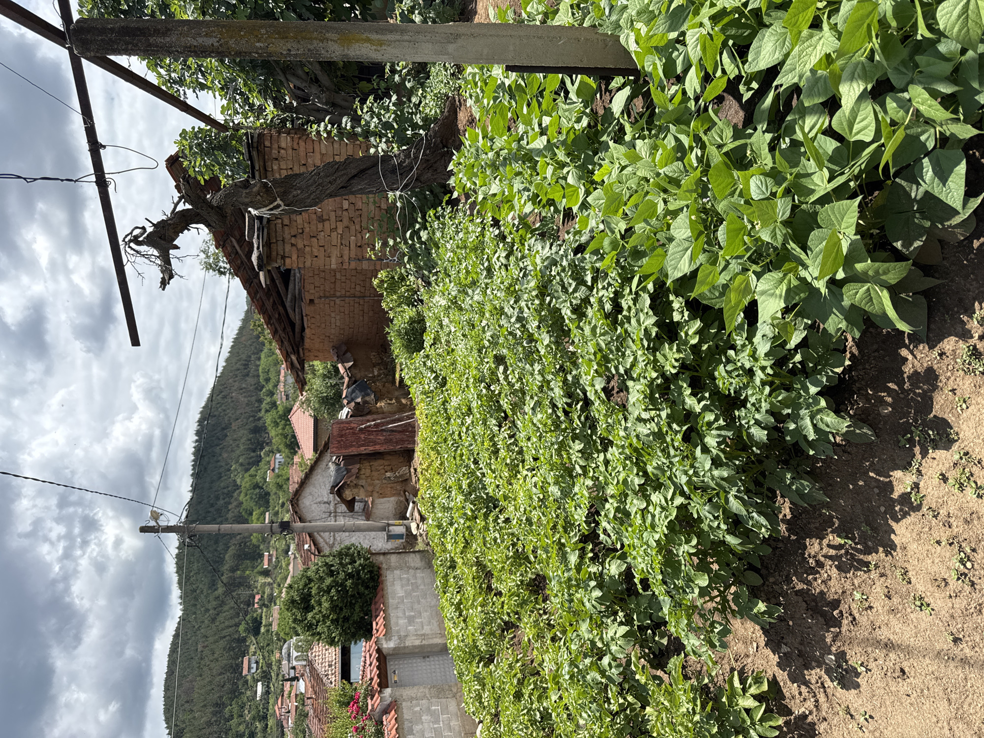 The image depicts a village scene in Prolom, Bulgaria, on a cloudy day. In the foreground, a garden is filled with lush green plants, likely potatoes and beans, growing in neat rows. Behind the garden, there is a rustic brick structure with a dilapidated roof, and a gnarled tree with white ropes tied around its trunk. Further in the background, traditional village houses with red tiled roofs are scattered across a hillside covered with trees. A power line runs across the frame, supported by concrete poles. The overall impression is one of rural life and agriculture.