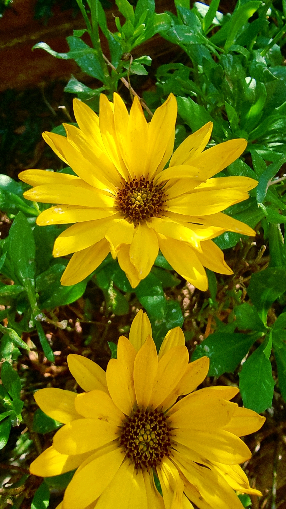 The image displays two yellow flowers in full bloom, surrounded by lush green foliage. The flowers appear to be a variety of daisy or sunflower due to their petal structure and the dark, textured centers. The top flower is larger and positioned prominently in the center of the frame, while the second, smaller flower is partially visible at the bottom. The lighting suggests it is daytime, with sunlight casting shadows and highlighting the textures of the petals and leaves. The background is a blur of green leaves and hints of brown, possibly indicating soil or wood. The scene is natural and appears to be in an outdoor garden or natural setting. The image does not contain any people or any elements that would suggest a specific urban location within Sant Joan Les Fonts, Spain, beyond being a floral scene.