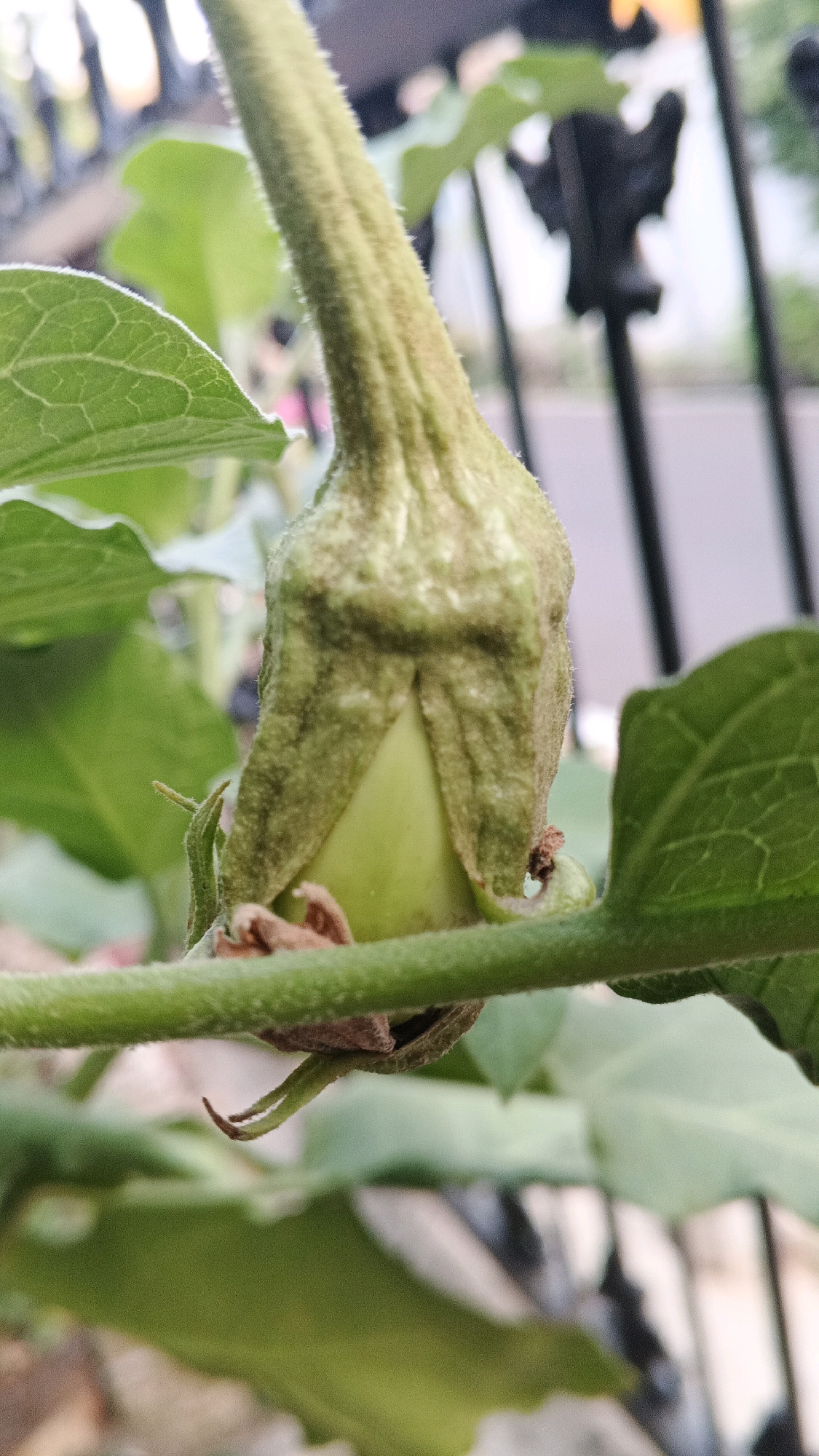 The image shows a close-up of a young eggplant growing on a plant. The eggplant is light green and has a fuzzy stem. The surrounding leaves are also green and appear healthy. The background is out of focus but shows hints of a fence and possibly a road, suggesting an outdoor setting, likely a garden or yard. The lighting suggests it is daytime. There are no people visible in the image.
The image was taken in Semarang, Indonesia.