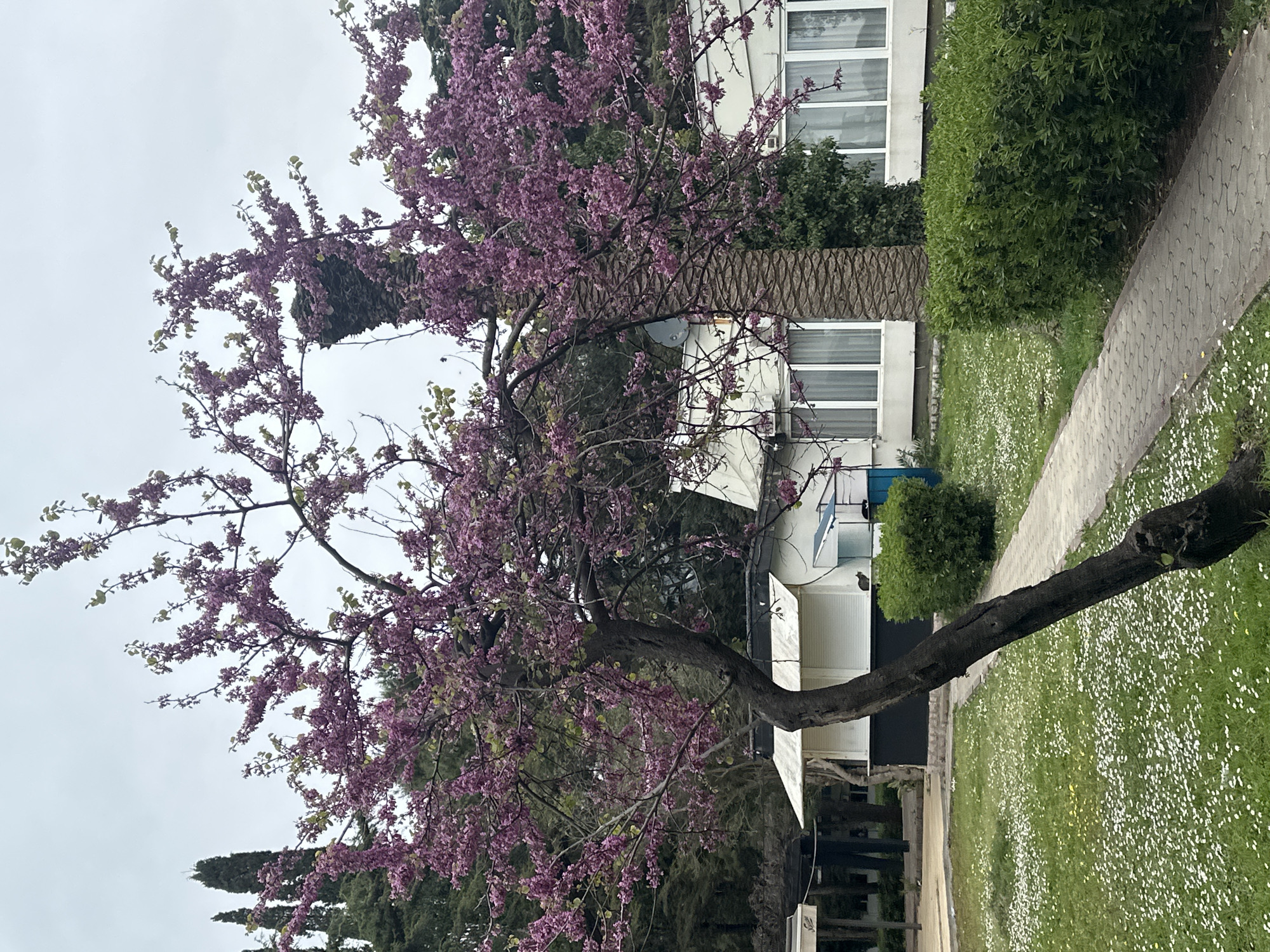 The image shows a residential area in Budva, Montenegro. A flowering tree with purple blossoms is prominently featured in the foreground, with a distinctive curved trunk extending towards the viewer. Behind the tree is a white building with multiple windows and a palm tree partially obscuring one side. A manicured lawn with small white flowers covers the ground, adjacent to a paved walkway. Additional greenery, including shrubs and trees, fills the background, with a cloudy sky overhead.