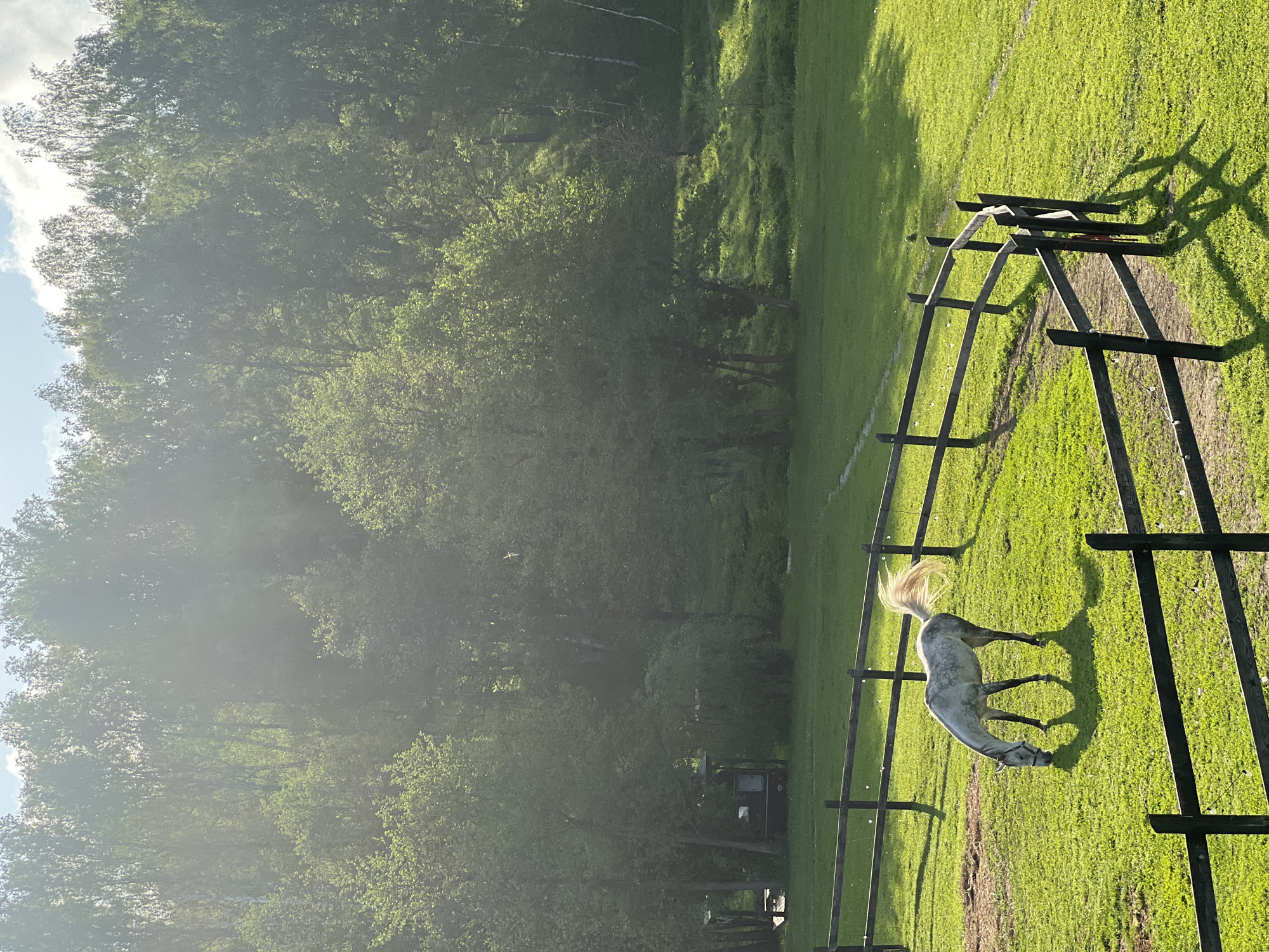 A white horse grazes in a grassy enclosure defined by a dark, wooden fence. Trees border the enclosure. The photograph was taken during the day in Prudki, Russia.