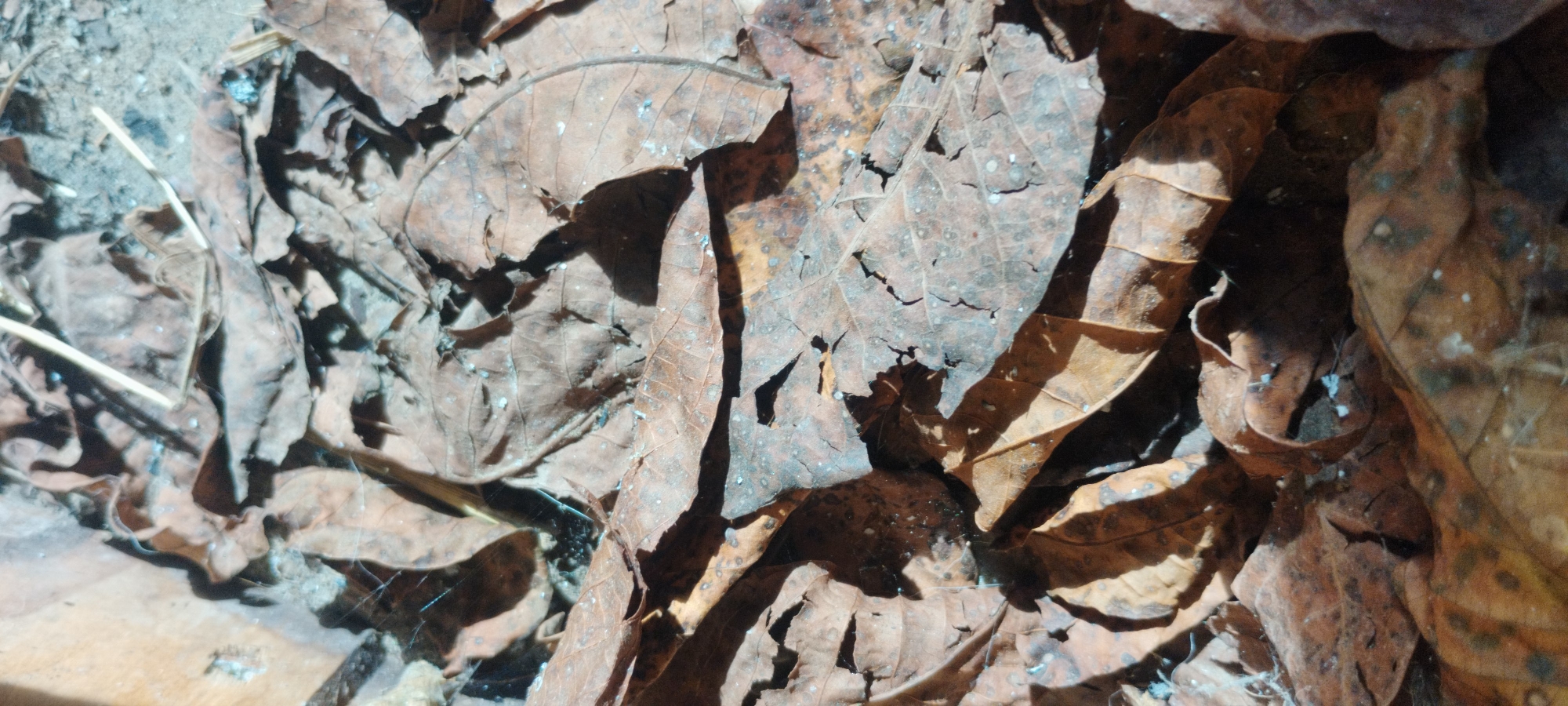 The image shows a close-up view of dry, brown leaves scattered on the ground. The leaves are crumpled and appear brittle, with visible veins and some signs of decay. There are also small white specks scattered on the leaves, possibly dust or debris. In the upper left corner, a few thin, light-colored stalks or twigs are visible, along with some grayish soil. The lighting suggests an outdoor setting, with shadows cast by the leaves indicating a light source from the side. The overall impression is one of a natural, possibly autumnal, scene.