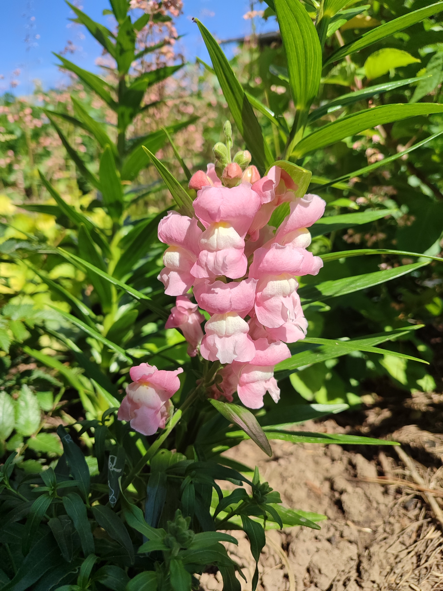 A close-up, eye-level, outdoor photograph captures a cluster of vibrant pink snapdragons in bloom, with their distinctive mouth-like petals, in what appears to be a garden. The flowers are the primary subject, with their delicate pink and white hues standing out against the lush green foliage. The background is a soft blur of more greenery and hints of pink flowers, suggesting a larger garden setting. Sunlight illuminates the scene, casting subtle shadows and highlighting the textures of the petals and leaves. The ground beneath is visible, with loose soil and a few dry twigs, indicating it's a cultivated outdoor space. The image appears to be taken in Sovetsko-Nikol'skoe, Russia, suggesting a naturalistic, possibly domestic, environment. There are no people or animals visible in the frame.