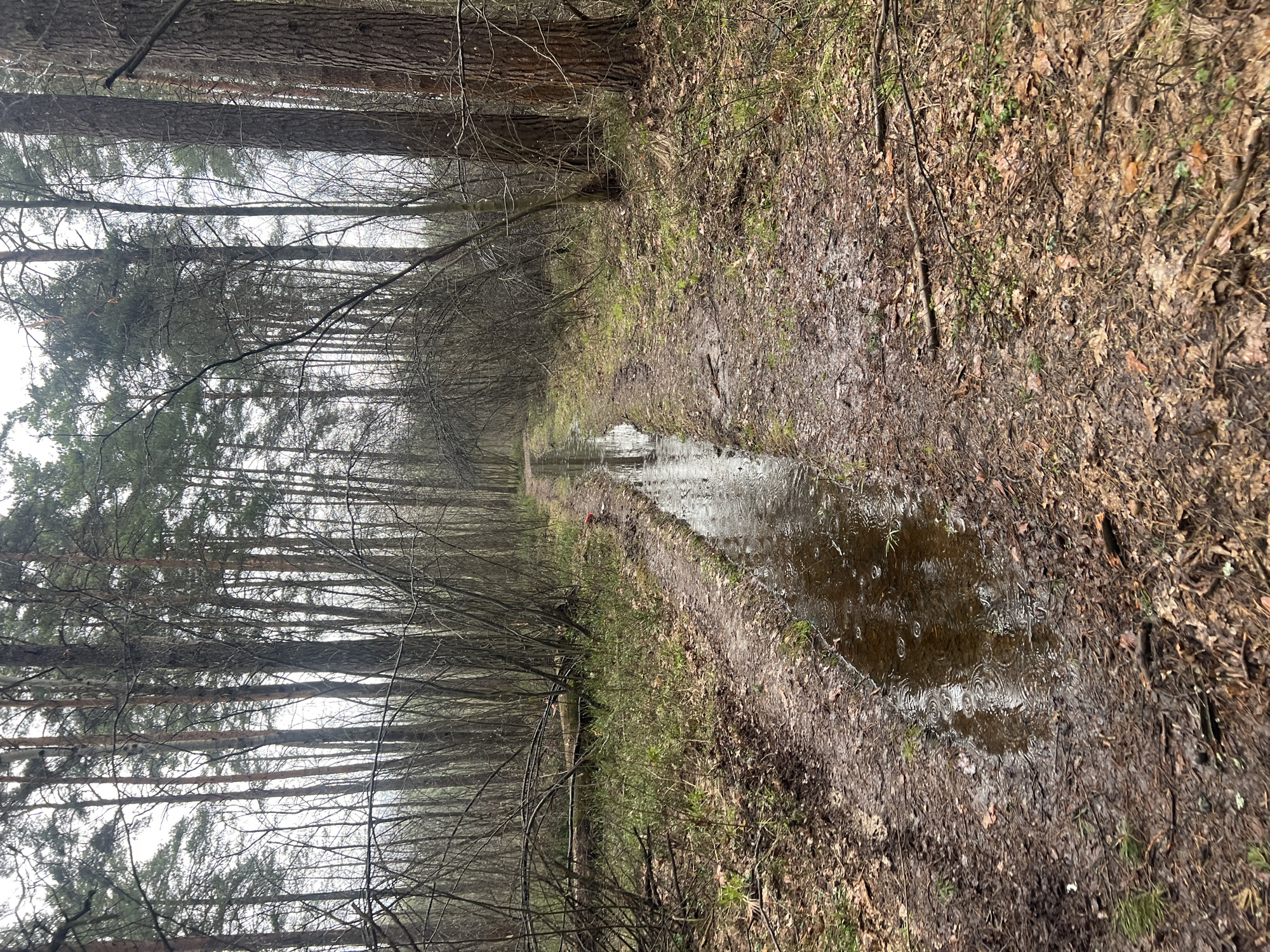 The image displays a muddy forest path, likely in Nazar'evo, Russia, lined on both sides by tall, slender trees. The path is unpaved and heavily saturated with water, forming a long, reflective puddle down its center. Numerous small ripples on the water's surface suggest that it is actively raining or has just stopped.
The trees are primarily deciduous, with many bare branches, while some evergreen trees are visible further back within the forest. The ground adjacent to the path is covered with damp, fallen brown leaves, dark soil, and sparse patches of green undergrowth. The sky is overcast, providing a soft, diffused light to the scene. There are no people, animals, or man-made objects visible, contributing to a serene and solitary atmosphere. No visible text is present in the image.