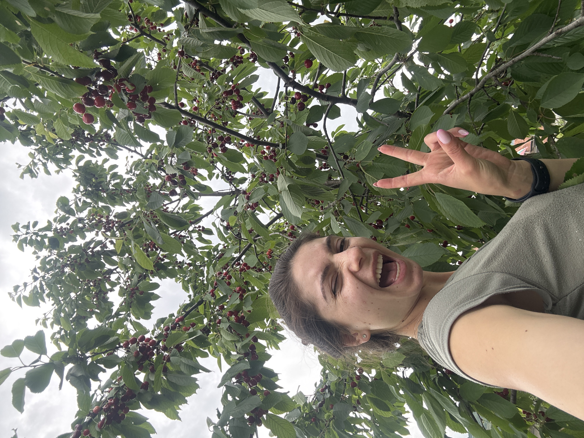 The image shows a woman standing under a tree full of ripe cherries. She is looking up at the camera and making a "peace" sign with her hand. She is wearing a green t-shirt and a black fitness tracker on her wrist. Her mouth is open and she is smiling. The tree's leaves and cherries fill most of the frame, with a glimpse of a cloudy sky visible through the branches. The location is Kaspichan, Bulgaria, although there is no other visual confirmation to that effect, other than the given information.