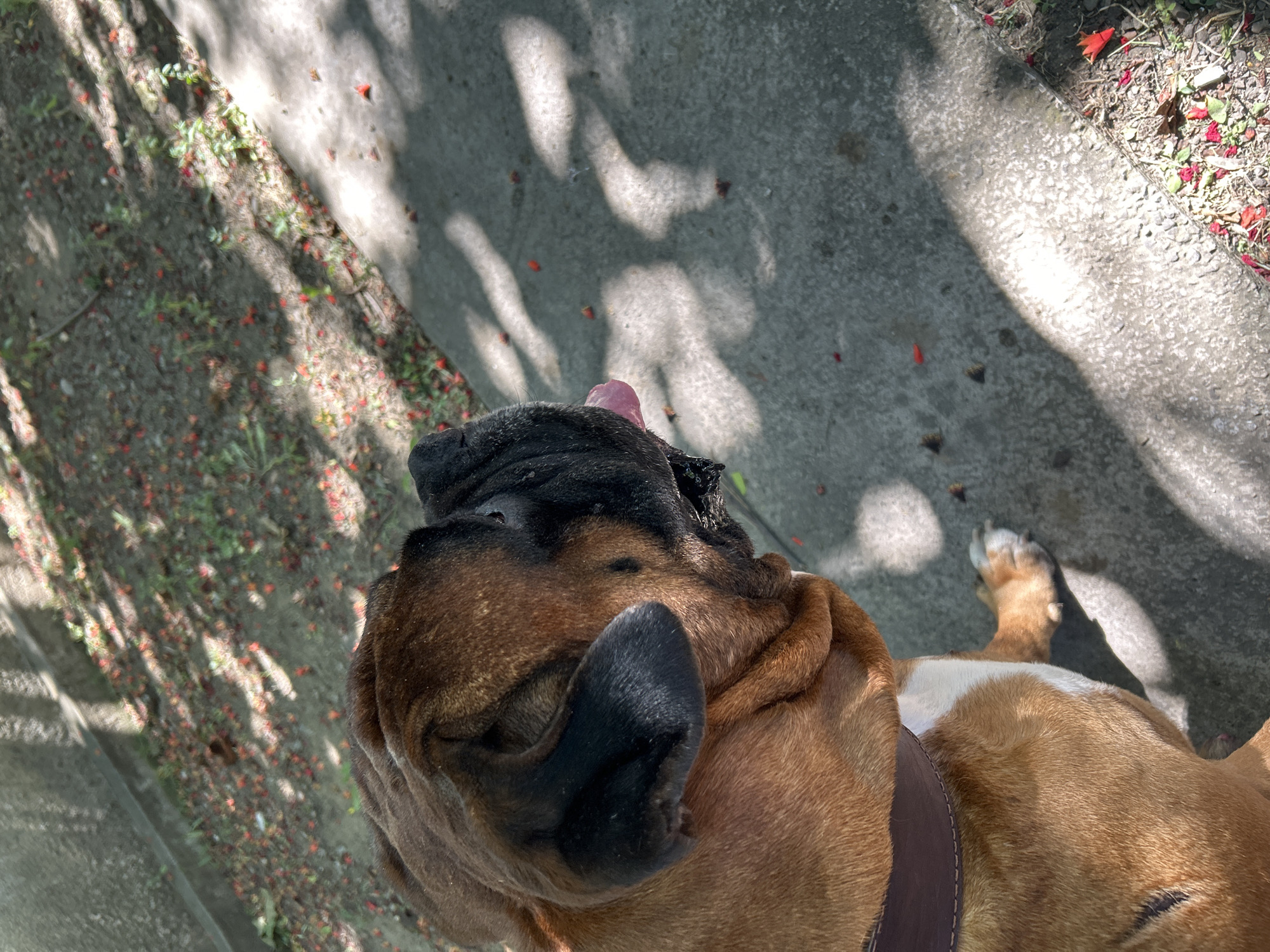 An overhead, close-up shot captures a boxer dog with brown and black fur and a brown collar from the shoulders up, sitting on a concrete path. Red flower petals and green foliage are scattered on the ground to the left of the path, which is dappled with sunlight and shadow.