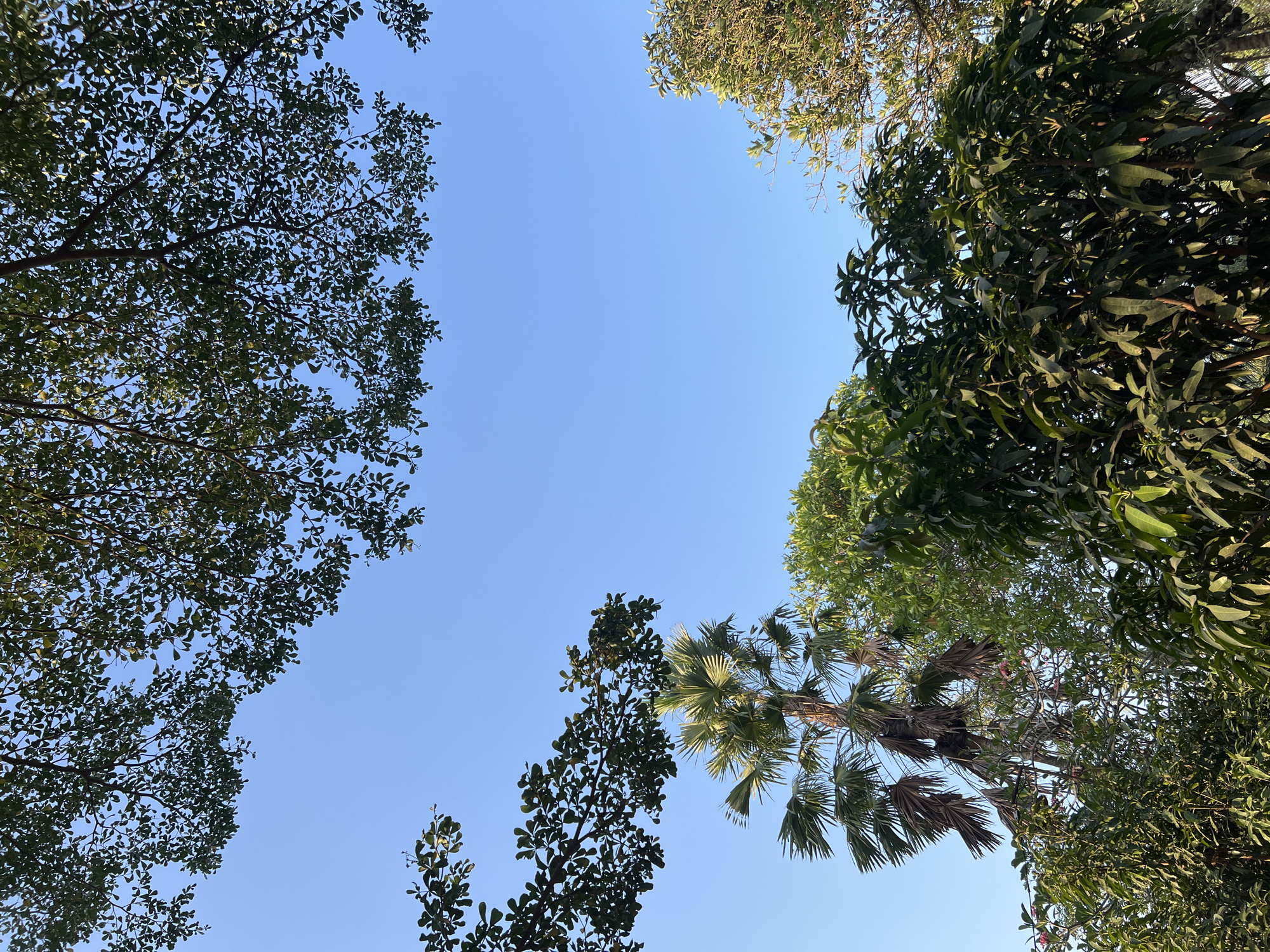 This is a vertical, low-angle shot of trees and sky in Tlogoadi, Indonesia. The sky is a clear, bright blue, with a few branches and leaves from trees framing the top and sides of the image. In the lower half of the image, a cluster of lush green trees fills the bottom portion. To the left, a tall palm tree with large, fan-like fronds stands out against the sky, some of its lower fronds appearing dry and brown. The overall scene is one of a natural, outdoor environment, likely a park or garden, under a bright, sunny sky.