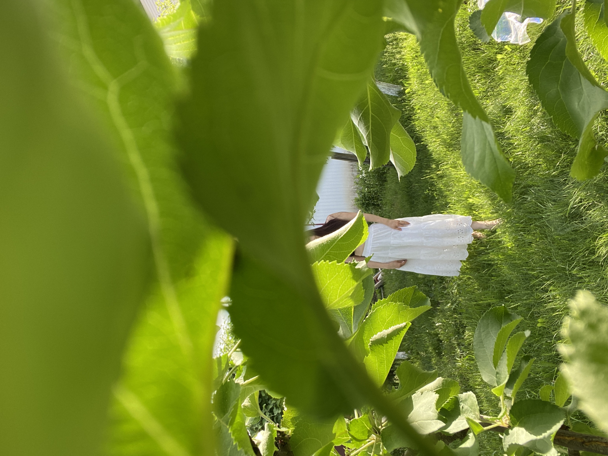 The image depicts an outdoor scene, viewed through a dense foreground of blurred, vibrant green leaves. The perspective gives the impression of peeking through foliage, creating a natural frame for the subject.
In the mid-ground, a person, likely female, stands upright on lush green grass. She is dressed in a sleeveless white dress with eyelet or embroidered details, reaching to about her mid-calf. Her dark hair falls over her shoulders. She appears to be standing still, with her bare feet visible on the grass. One hand is lowered, while the other is slightly raised, though her exact activity is unclear.
The setting is a sunlit, grassy area, possibly a garden or an orchard, given the abundant green leaves. Bright sunshine illuminates the scene, indicating daytime. In the background, there are hints of white structures, possibly a building or fence, partially obscured by more greenery. A blurry, light-colored object, possibly plastic, is also faintly visible in the upper right background. The overall mood is serene and natural. No text is visible in the image. The scene is consistent with an outdoor environment in a location like Chaikovsky, Russia.