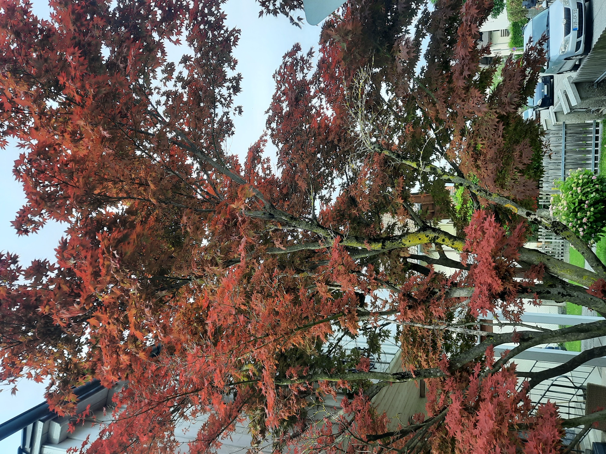 The image shows a Japanese maple tree with red leaves in front of a building. The tree is in full foliage and some of its branches hang over a fence. Behind the fence, a street with cars is visible. The building appears to be a house or apartment building with a white facade and balconies. The sky is overcast. The location is identified as Rosenheim, Germany.