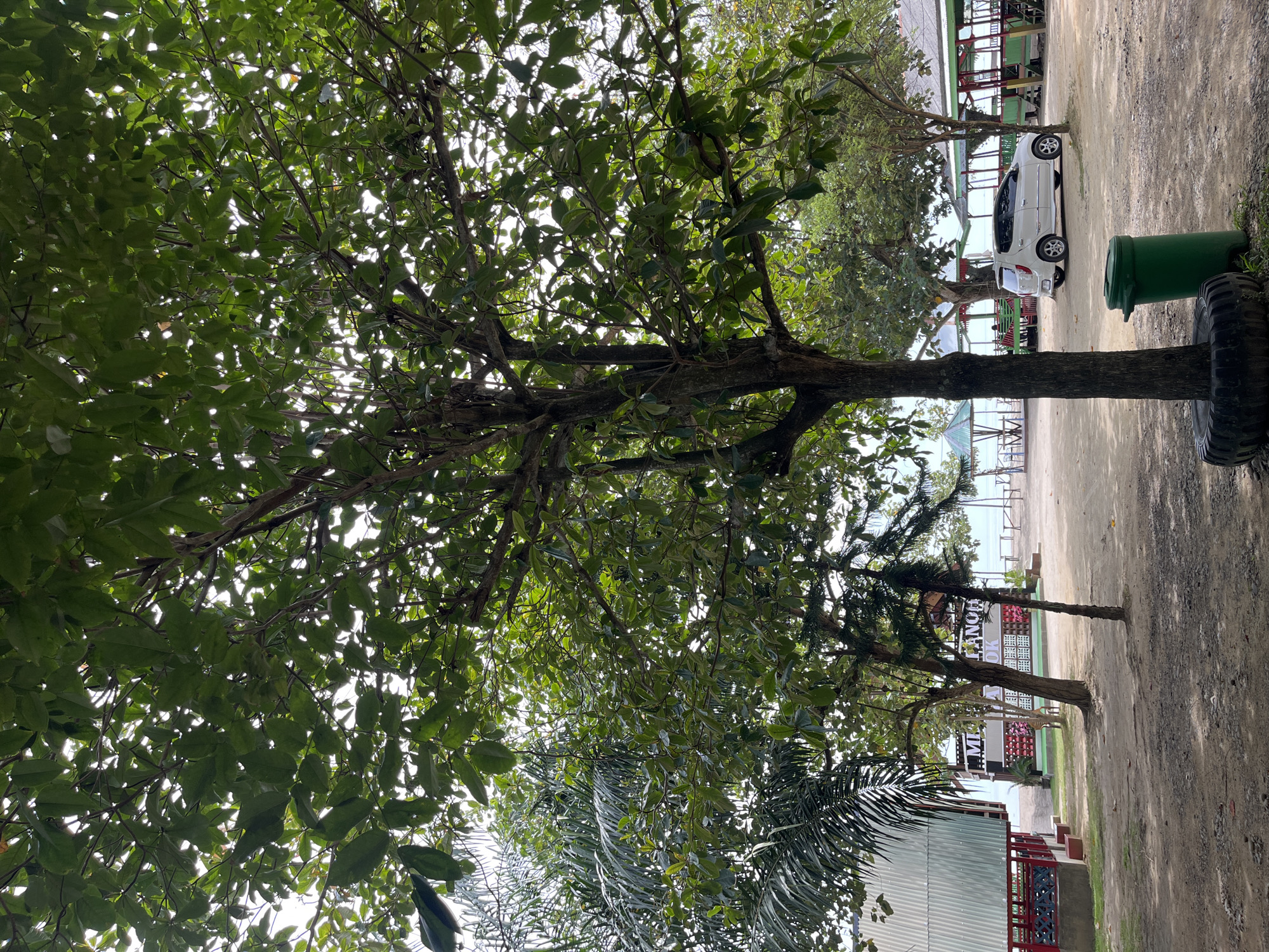The image shows a tree with dense green leaves dominating the foreground, its trunk partially obscured by tires. A green trash can stands nearby. In the background, a white car is parked. A building is partially visible with a sign that says "MIE AYAM CALLENGE" and "LEKOK". The location appears to be in Lhokseumawe, Indonesia, as indicated in the prompt. The ground is a mix of dirt and pavement. Other vegetation is present beyond the main tree, including palm trees.
