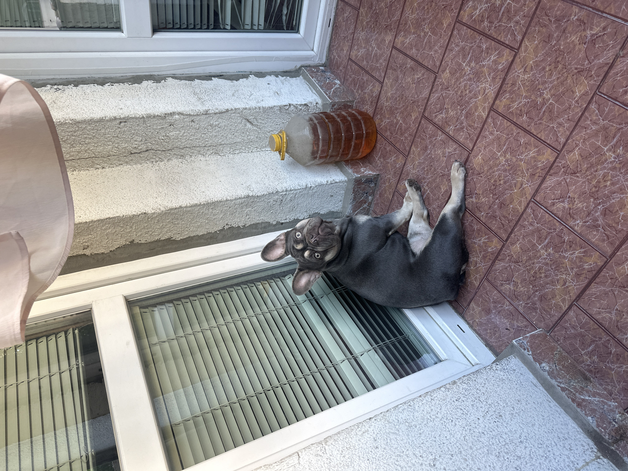 A dark-colored French bulldog sits on a red-tiled patio in front of a white-framed window with horizontal blinds. The dog is facing the camera with its head tilted and looking up. To the right of the dog, there is a large, clear plastic bottle filled with a brown liquid, capped with a yellow lid. The wall behind the dog and bottle is textured and painted white, with some visible cracks. A light pink sheer fabric is draped from above, partially obscuring the top of the scene. The window on the left appears to be part of a building's exterior.