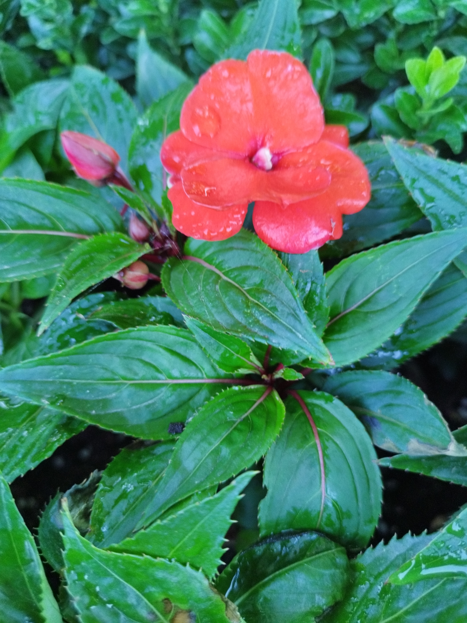 A close-up, vertical shot showcases an impatiens flower with vibrant red petals, glistening with water droplets, surrounded by lush green foliage. The flower's petals are slightly cupped, with a delicate white stamen visible at its center. To the left of the main bloom, a single red bud is partially unfurled, hinting at future blossoms. Numerous dark green leaves, some with serrated edges and red veins, fill the frame, creating a dense, naturalistic setting. The scene appears to be a garden or a landscaped area, bathed in natural light, enhancing the dew-kissed appearance of the leaves and petals. The overall impression is one of fresh, natural beauty after a rain.