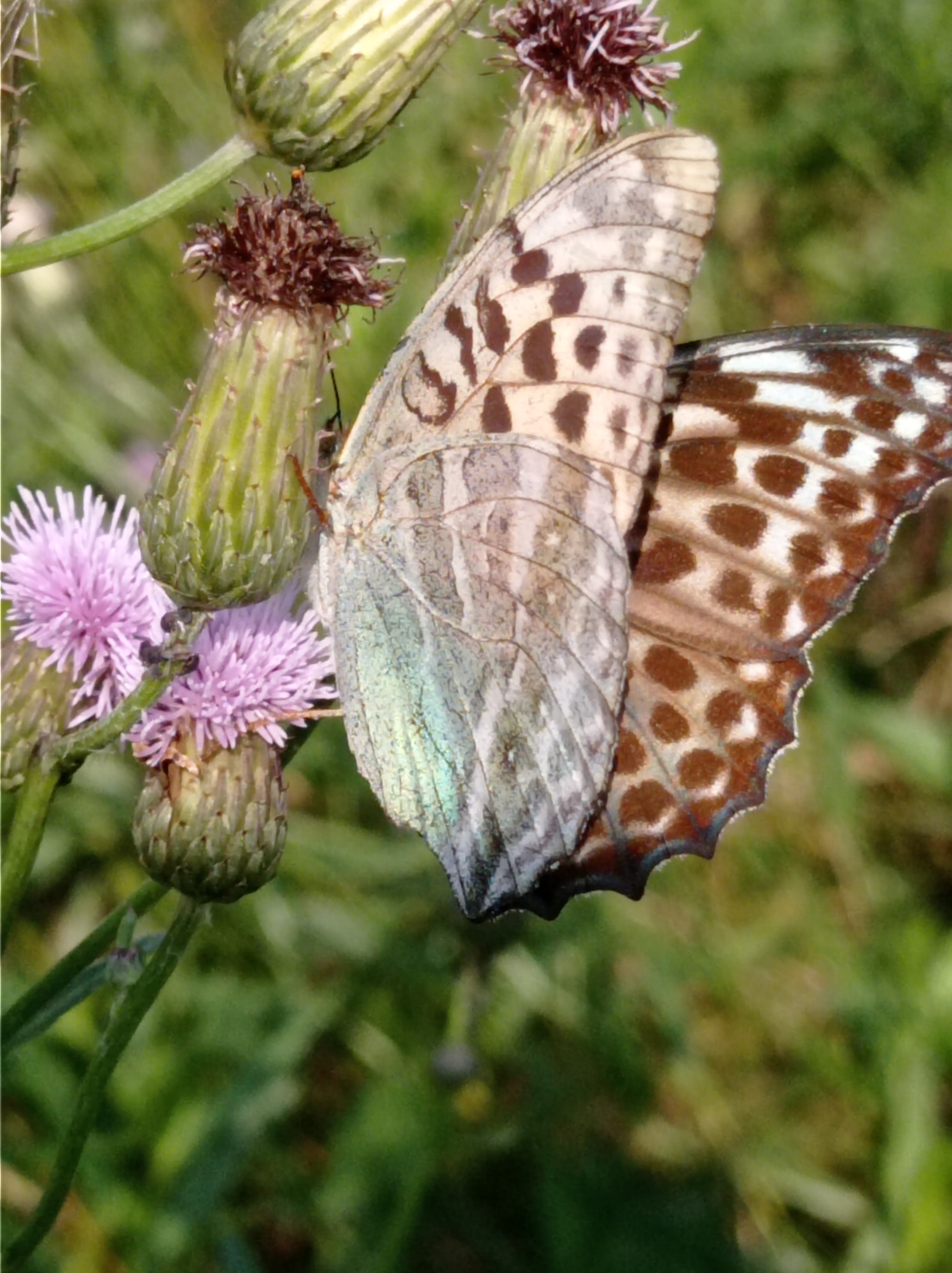 A close-up, eye-level shot captures a butterfly perched on a thistle plant. The butterfly's wings are partially open, revealing intricate patterns of brown spots on a light brown and gray background. The left wing exhibits a shimmering green and blue iridescence, while the right wing features a pattern of dark brown circular spots against a lighter brown and cream background. The thistle plant has several developing flower heads, one with delicate pink petals unfurling and others appearing as green buds. The background is a softly blurred green, suggesting a natural outdoor setting with foliage. The scene is static, with the butterfly resting on the plant. The lighting is natural and diffused, highlighting the textures and colors of the subjects.