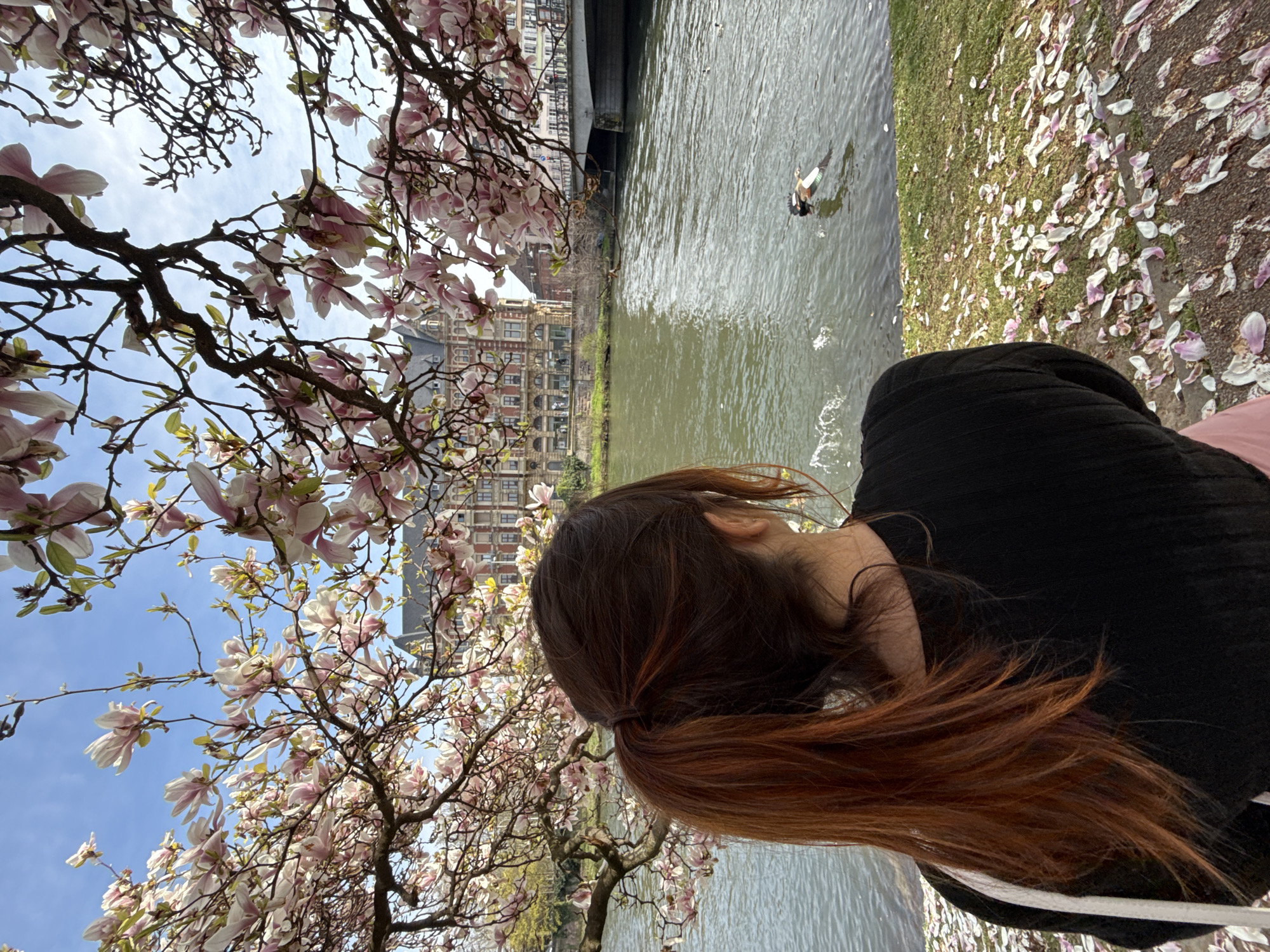The image depicts an outdoor scene along a river in Strasbourg, France, characterized by spring blooms and historic architecture. In the immediate foreground, a female individual is observed from behind, with reddish-brown hair tied in a ponytail, wearing a dark-colored top. Her left shoulder displays a white strap, likely from a bag. The ground beneath her is a grassy bank, extensively covered with fallen pink and white petals from a magnolia tree.
Above and framing the upper portion of the scene are numerous branches of a magnolia tree, densely covered with light pink and white blossoms. Many of these flowers are fully open, with some still in bud.
The midground features a wide, calm river with green-tinted water, exhibiting gentle ripples. A duck with prominent white, black, and green plumage is swimming from right to left on the water, creating a visible wake. Another smaller duck is partially visible further in the background on the river.
Across the river, in the background, a large, ornate historical building with reddish-brown facades, multiple stories, white window frames, and distinctive gabled roofs is prominently situated. To the right of this building, a grey concrete bridge spans the river, with additional, less distinct buildings visible beyond it. The sky above is clear blue with scattered wispy white clouds, indicating daylight conditions.