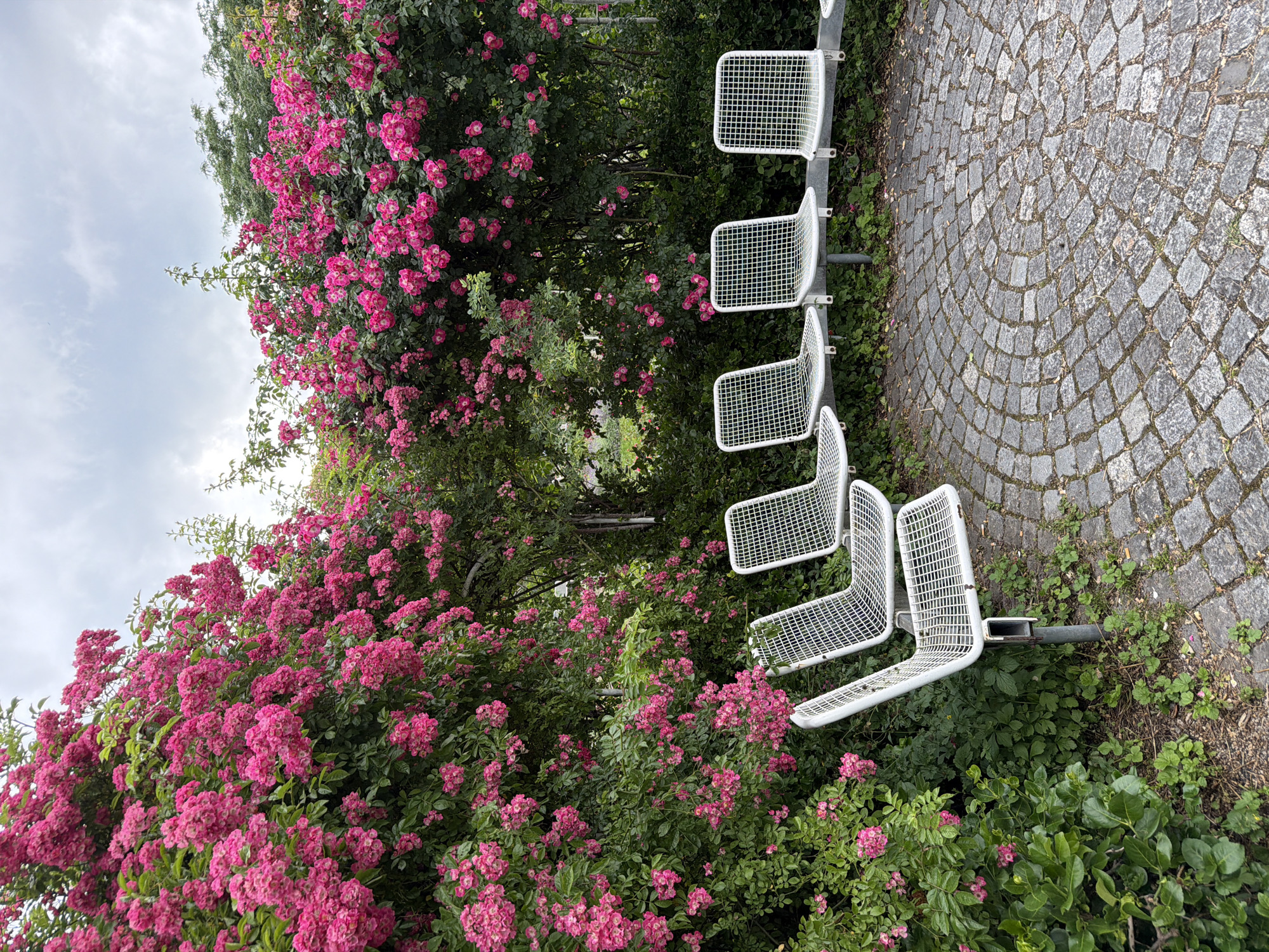 In Munich, Germany, a scene unfolds with a backdrop of abundant pink roses in full bloom, cascading over lush green foliage. In the foreground, five white metal bench seats with grid patterns are neatly arranged, facing a circular cobblestone patio. The ground is a mosaic of grey cobblestones, some of which show signs of wear. The overall atmosphere suggests a public seating area, possibly in a park or garden, ready for visitors to enjoy the floral display and the outdoors. The sky above is overcast, with hints of white clouds against a pale grey canvas.