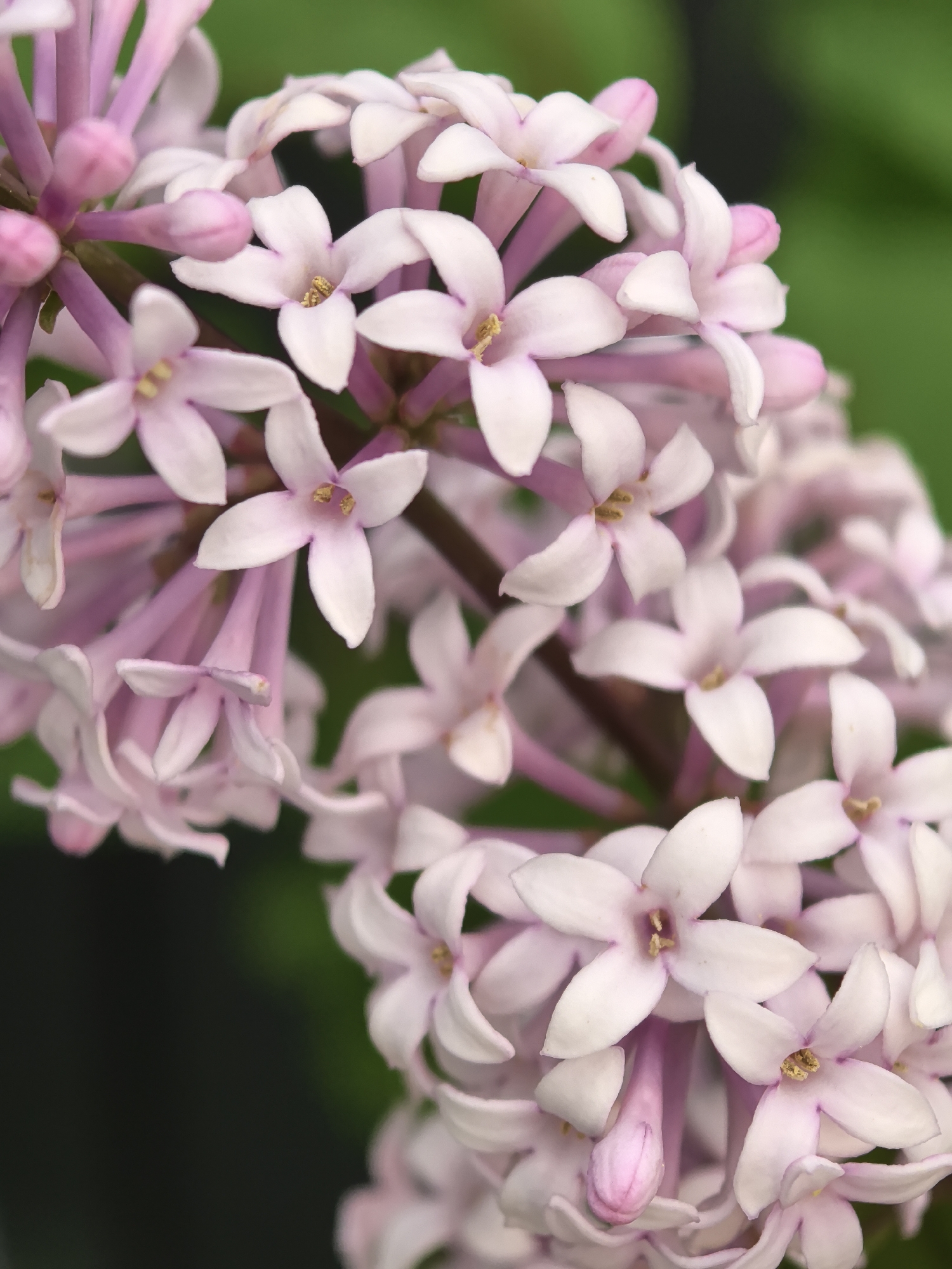 A close-up, slightly blurred photograph depicts a cluster of lilac flowers. The flowers are a pale lavender-pink color, and each has four petals. The center of each flower has a small, yellow stamen. Some of the flowers are still in bud form, appearing as rounded, darker pink shapes. The background is a mix of blurred green and dark shades, suggesting foliage and shadow. The image lacks specific details that would identify it as being in Perm, Russia, or any other specific location. There are no people, subjects, objects, or actions evident in the photograph other than the flowers themselves and their natural environment.