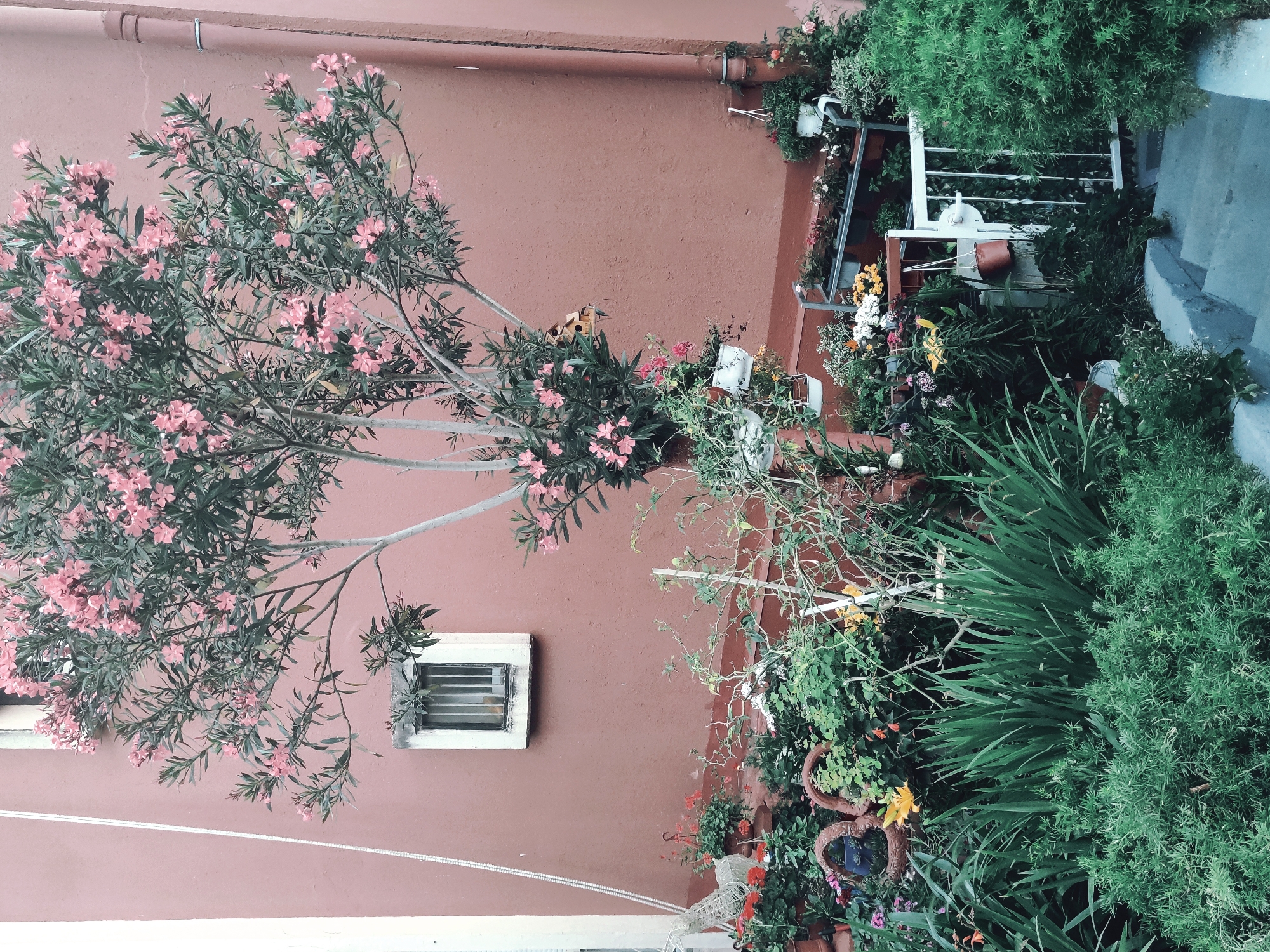 The image shows the exterior of a building in an unknown city. The building is painted a pinkish-red hue and has a small, barred window on the lower left side of the frame. A flowering tree with pink blossoms is positioned to the left of the building's wall, partially obscuring the window.
To the right of the wall, there is a collection of potted plants and greenery, creating a small garden area. Some of the plants are flowering, with blooms in various colors. A white metal structure, possibly a railing or part of a trellis, is visible among the plants. The top of a stairway is visible on the right side of the frame, with steps leading upwards.