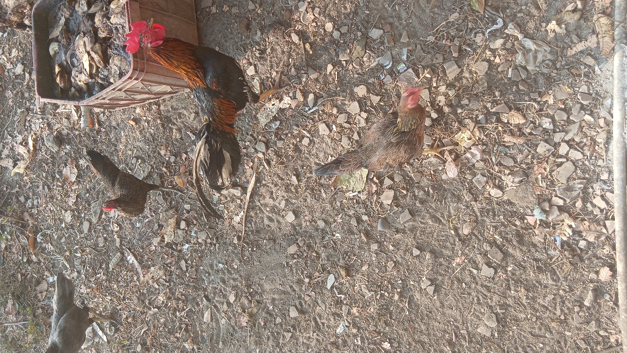 The image depicts a rustic outdoor scene, likely in a rural or backyard setting, given the dirt and debris covering the ground. Several chickens are present, including a prominent rooster with vibrant red and black plumage standing near a red plastic crate filled with what appears to be decaying organic matter. Another chicken, likely a hen with brown and black feathers, is foraging on the ground in the foreground. Further in the background, another chicken can be seen. The environment is characterized by dry leaves, small rocks, and scattered bits of refuse, suggesting a less-than-pristine area. The lighting indicates it is daytime, with shadows suggesting the sun is at an angle. There is no indication of the specific location in Prabumulih, Indonesia.