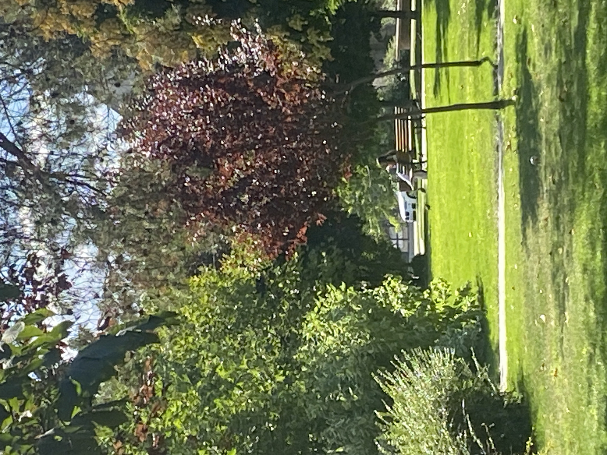 The image depicts a park scene in Iași, Romania, likely during daytime. In the foreground, a well-manicured lawn with scattered leaves is visible, with shadows cast by trees. Further into the park, a person is seated on a wooden bench. To the left of the bench, a white car is parked on a paved surface adjacent to the grass. The background features lush green foliage and trees, some with red leaves, and hints of buildings or structures through the canopy. The overall impression is a tranquil public space.