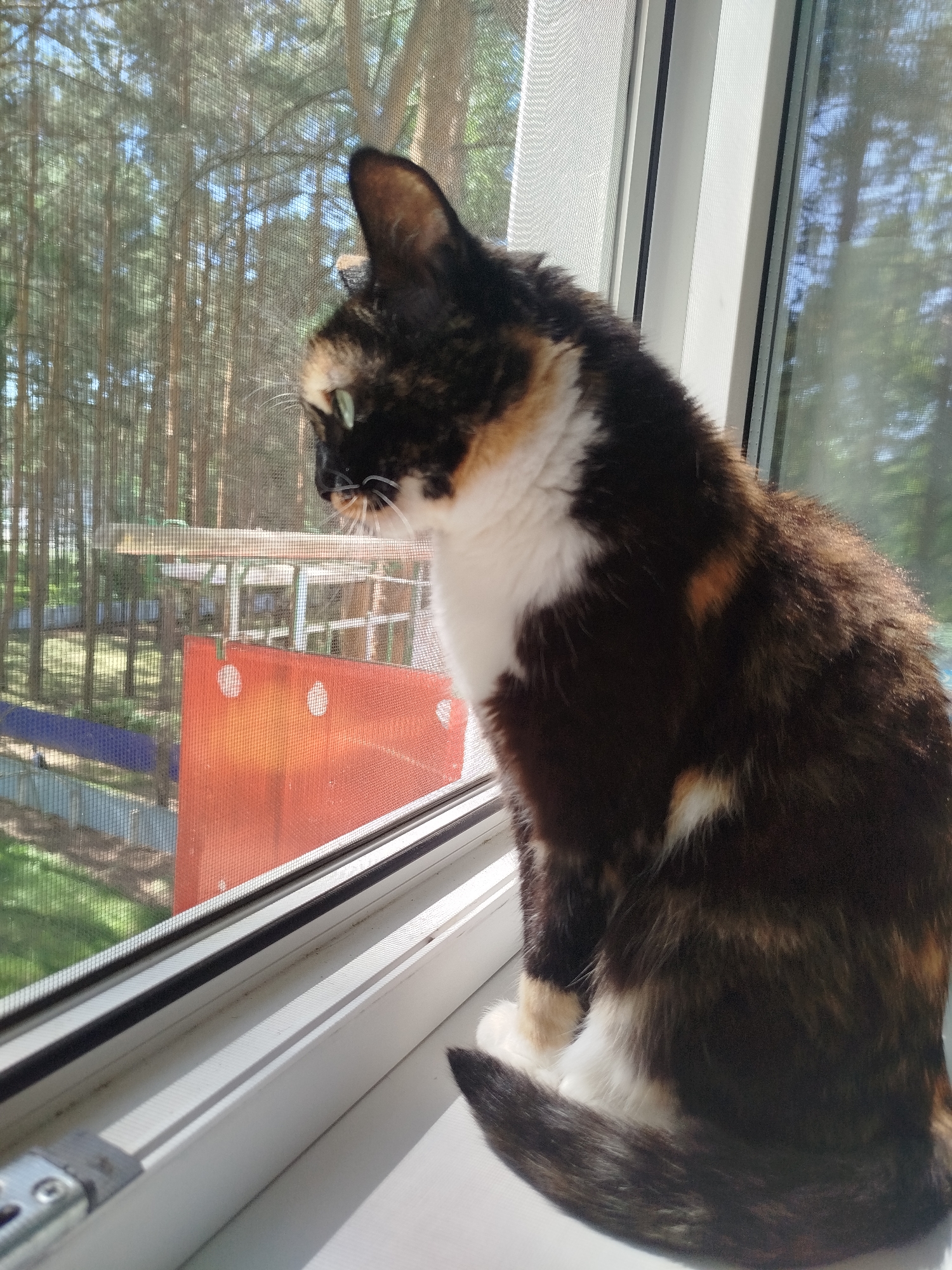 A tortoiseshell cat sits on a white windowsill, facing left. The cat's fur is a mix of black, brown, and white. Outside the window is a screen, beyond which is a view of trees. A playground is visible in the background. The location is unknown.