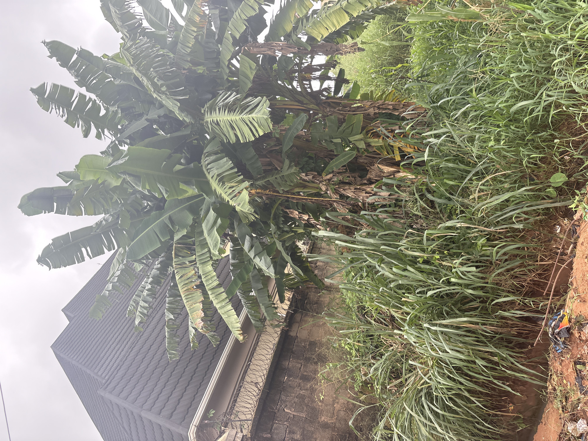 The image depicts an outdoor scene in Obosi, Nigeria, dominated by a large banana tree with broad green leaves and dry, brown stalks. The banana tree is situated in front of a stone wall topped with barbed wire, which separates it from a building with a dark, pitched roof. Dense, tall green grass and other vegetation grow in front of the wall and around the base of the banana tree. The ground in the foreground is a reddish-brown soil, scattered with some discarded plastic bags and debris. The sky is overcast and appears light gray.