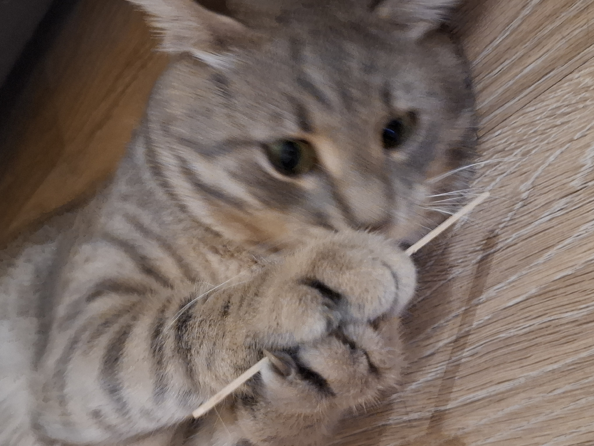 A light brown and grey tabby cat lies on a light brown wooden floor, its head turned towards the viewer. The cat is holding a thin, light-colored stick in its mouth, with its paws also touching the stick. The cat's eyes are visible, and it appears to be looking at something just out of frame. The background is blurred, but it appears to be indoors with a dark surface visible in the upper right corner. The scene is likely located in Zemun Urban Municipality, Serbia, given the context provided.