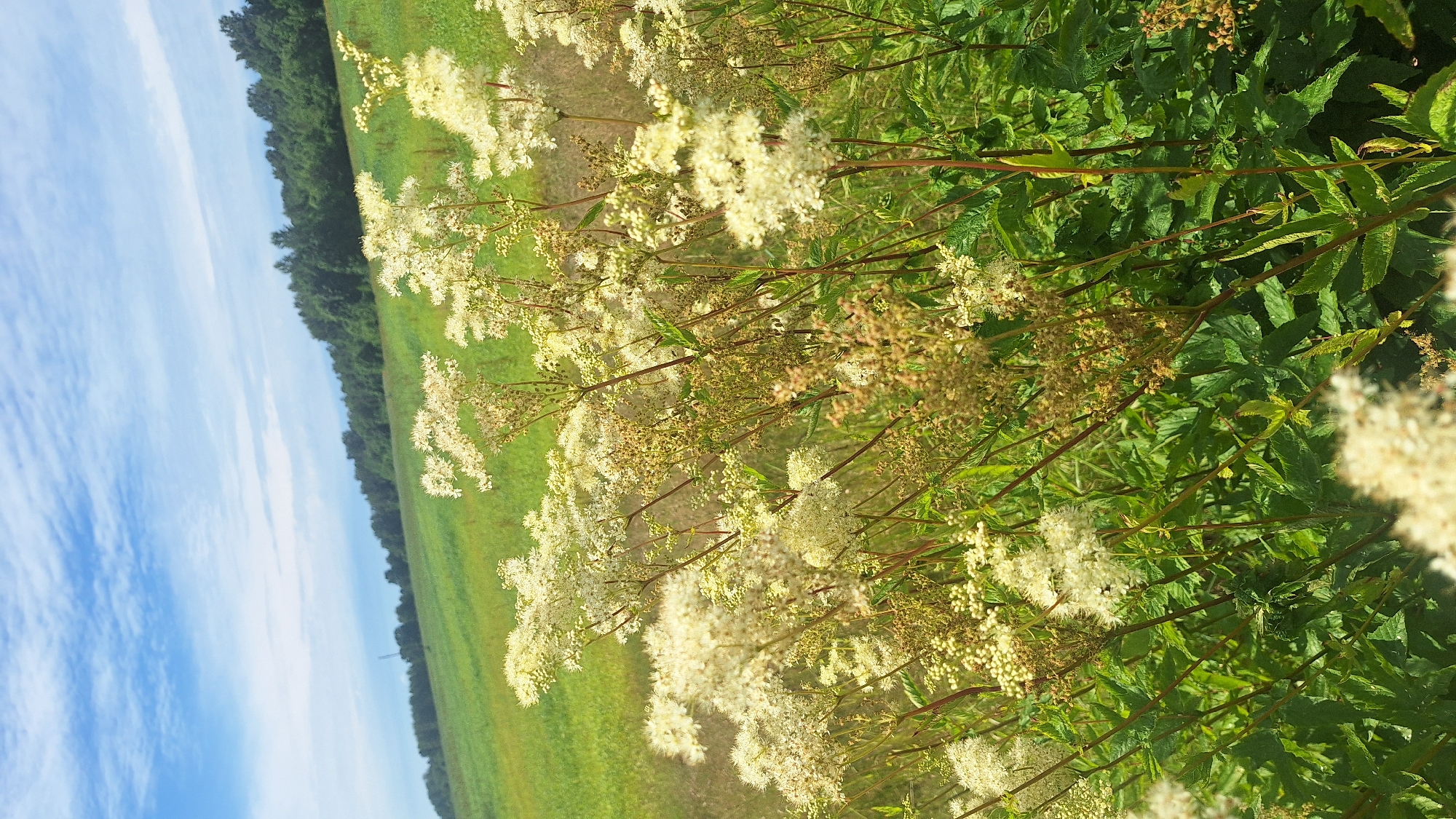 The image captures a natural scene with a focus on flowering plants in the foreground. Tall, feathery white blossoms dominate the right side of the frame, interspersed with green foliage and slender brown stems. The plants are dense, creating a sense of lushness. In the background, a vibrant green field stretches horizontally, bordered by a dark line of trees. Beyond the field, a bright blue sky with wispy white clouds occupies the upper left portion of the image, suggesting a clear day. The perspective is low, looking upwards slightly towards the sky and across the field. The lighting suggests it is daytime, likely sunny given the brightness of the sky and the saturation of the colors. The overall mood is serene and natural, evoking a sense of a peaceful rural or meadow setting. There is no visible text in the image.