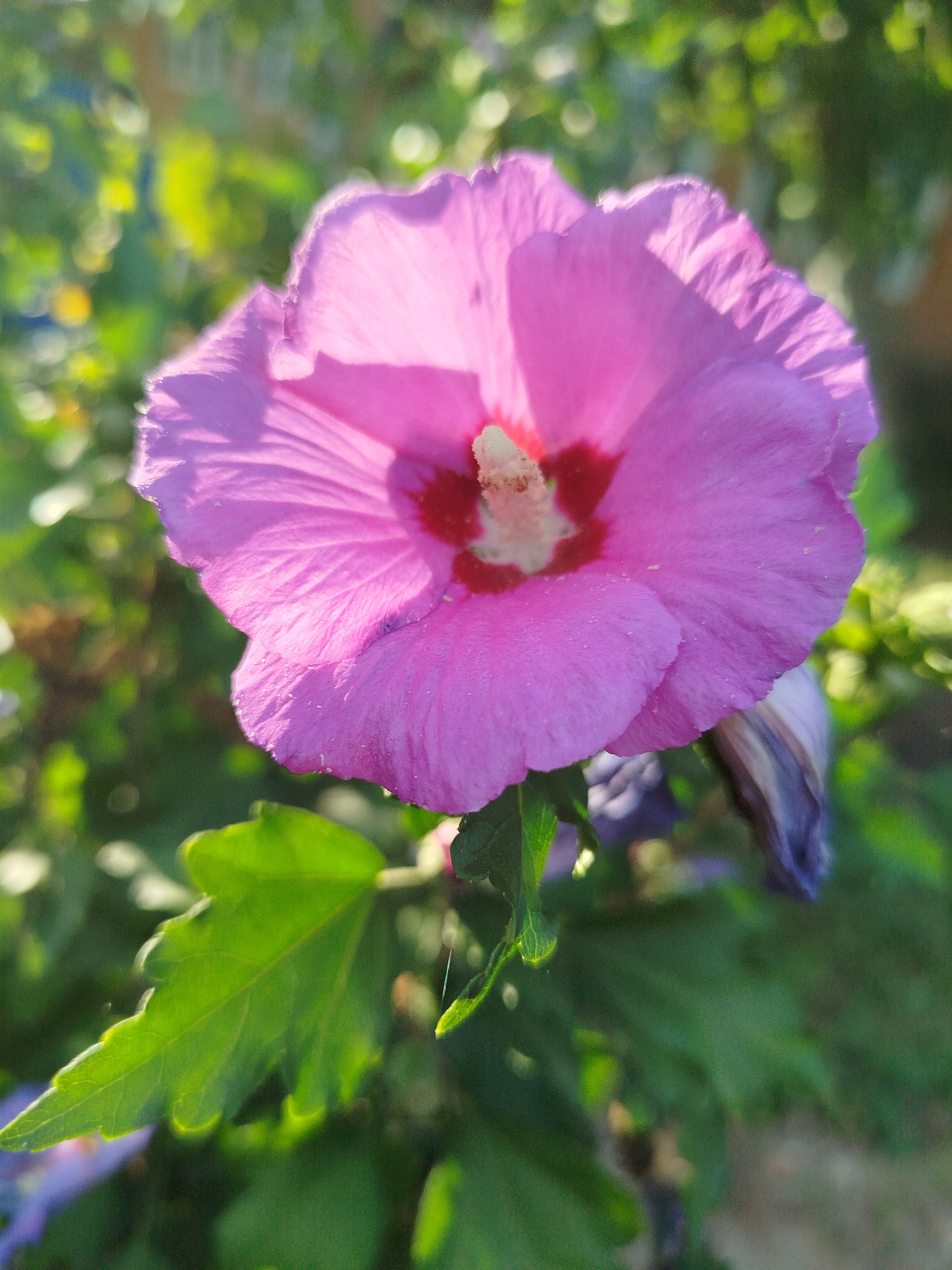 The image is a close-up, eye-level shot of a vibrant pink hibiscus flower in a garden. The flower, which dominates the center of the frame, is illuminated by sunlight, creating a soft glow and highlighting the delicate texture of its petals. The center of the flower features a red throat and a cream-colored stamen. To the left and slightly below the main flower, a green hibiscus leaf with serrated edges is visible. In the background, the scene is blurred with soft green foliage and circular bokeh highlights, suggesting a sunny day in a garden setting. A dried, purplish-blue hibiscus bud is partially visible on the right side of the main flower. The overall impression is one of natural beauty and tranquility. There are no people or specific landmarks visible that would indicate a precise location within Zastavna, Ukraine.