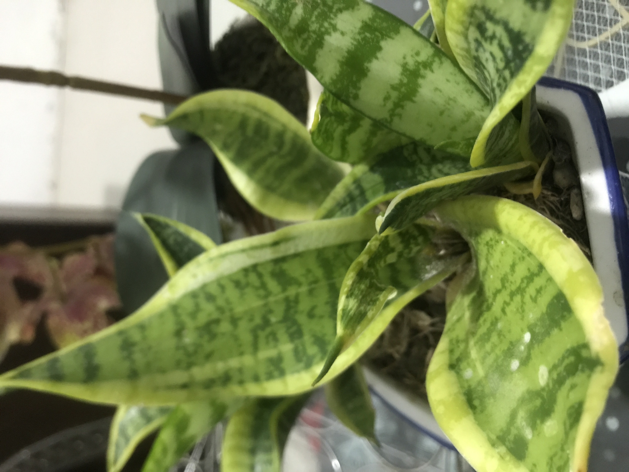 A close-up, slightly tilted, indoor shot shows a potted snake plant (Sansevieria trifasciata 'Golden Hahnii'). The plant features broad, green leaves with mottled patterns and yellow edges. The plant is in a white ceramic pot with a blue rim. Behind the snake plant is a blurry background with what appears to be other plants in dark pots and some blurred pinkish objects. The specific location in Lhokseumawe, Indonesia, cannot be determined from the image. There are no people visible in the image.