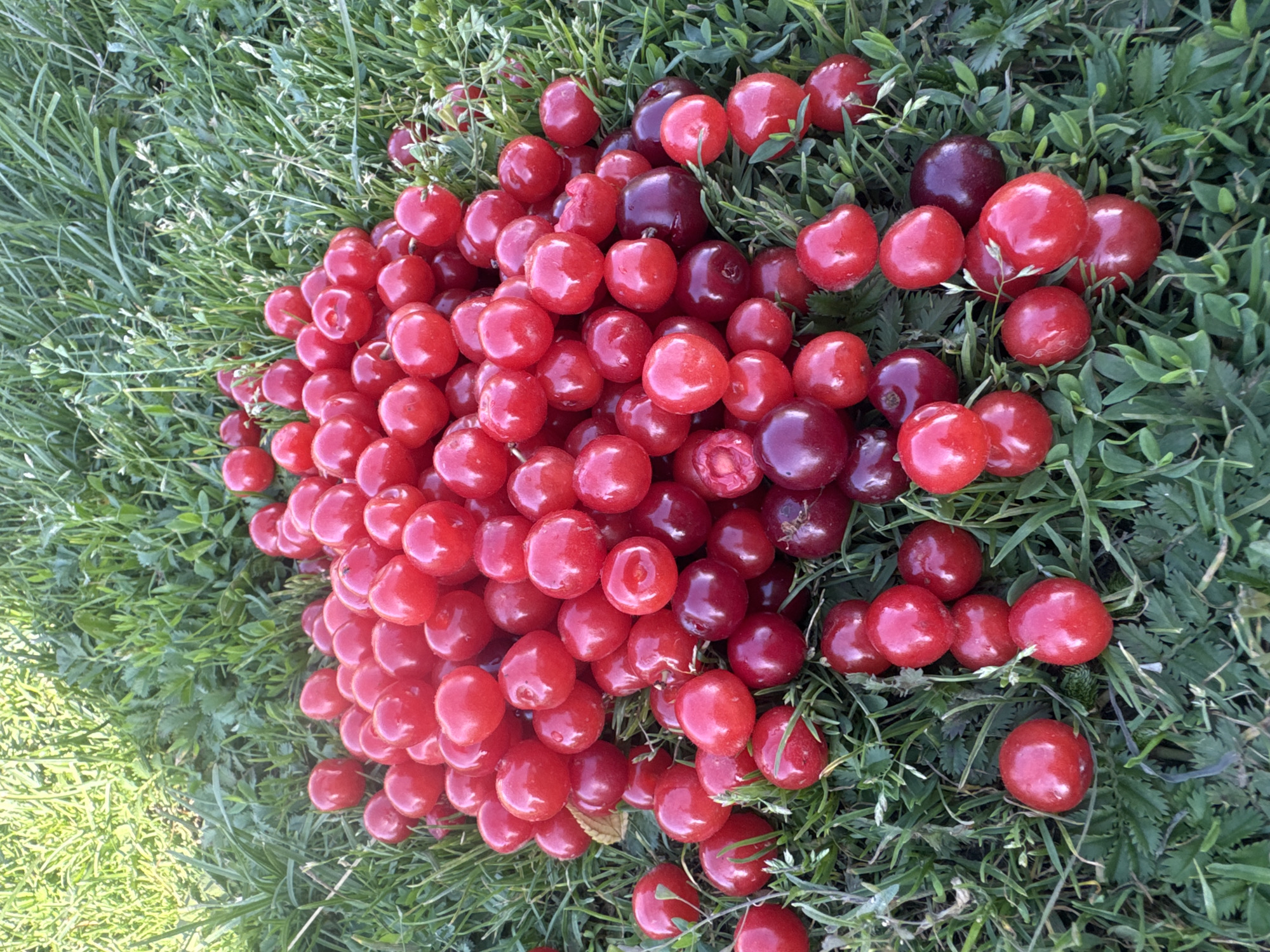 A pile of bright red cherries rests on a bed of vibrant green grass. The cherries are round and plump, with a glossy sheen. Some of the cherries have small stems attached. The grass appears to be natural and slightly uneven, suggesting an outdoor setting. The lighting indicates it is daytime, with sunlight illuminating the scene. There are no people or man-made structures visible. The image appears to be a close-up shot of the cherries.