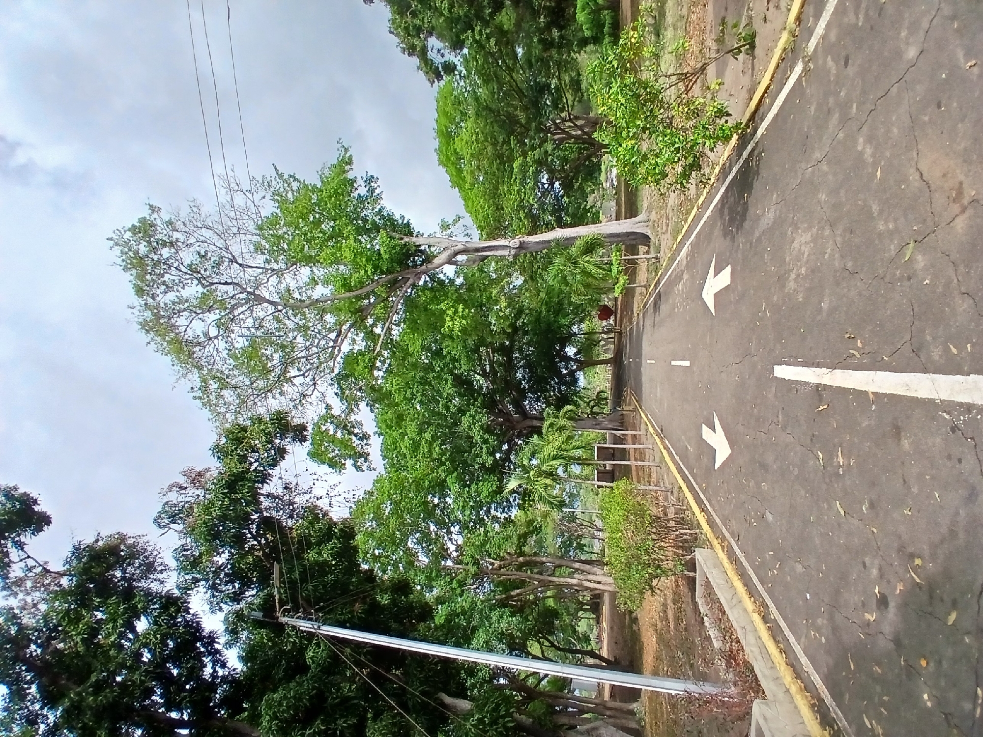 The image shows a road in Ciudad Guayana, Venezuela, with a two-way directional arrow marking. The road is surrounded by trees and vegetation. A utility pole with wires is visible. The sky is overcast.