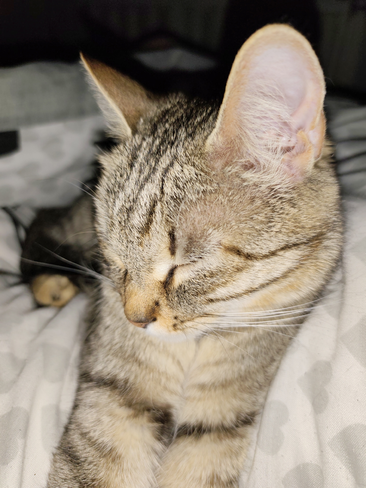 A close-up shot shows a tabby cat sleeping on a white, patterned surface. The cat's eyes are closed, and its head is angled slightly downward. The cat's fur is a mix of brown and gray with dark stripes. The background is dark and out of focus. The location in Chaikovsky, Russia is not evident in the image.