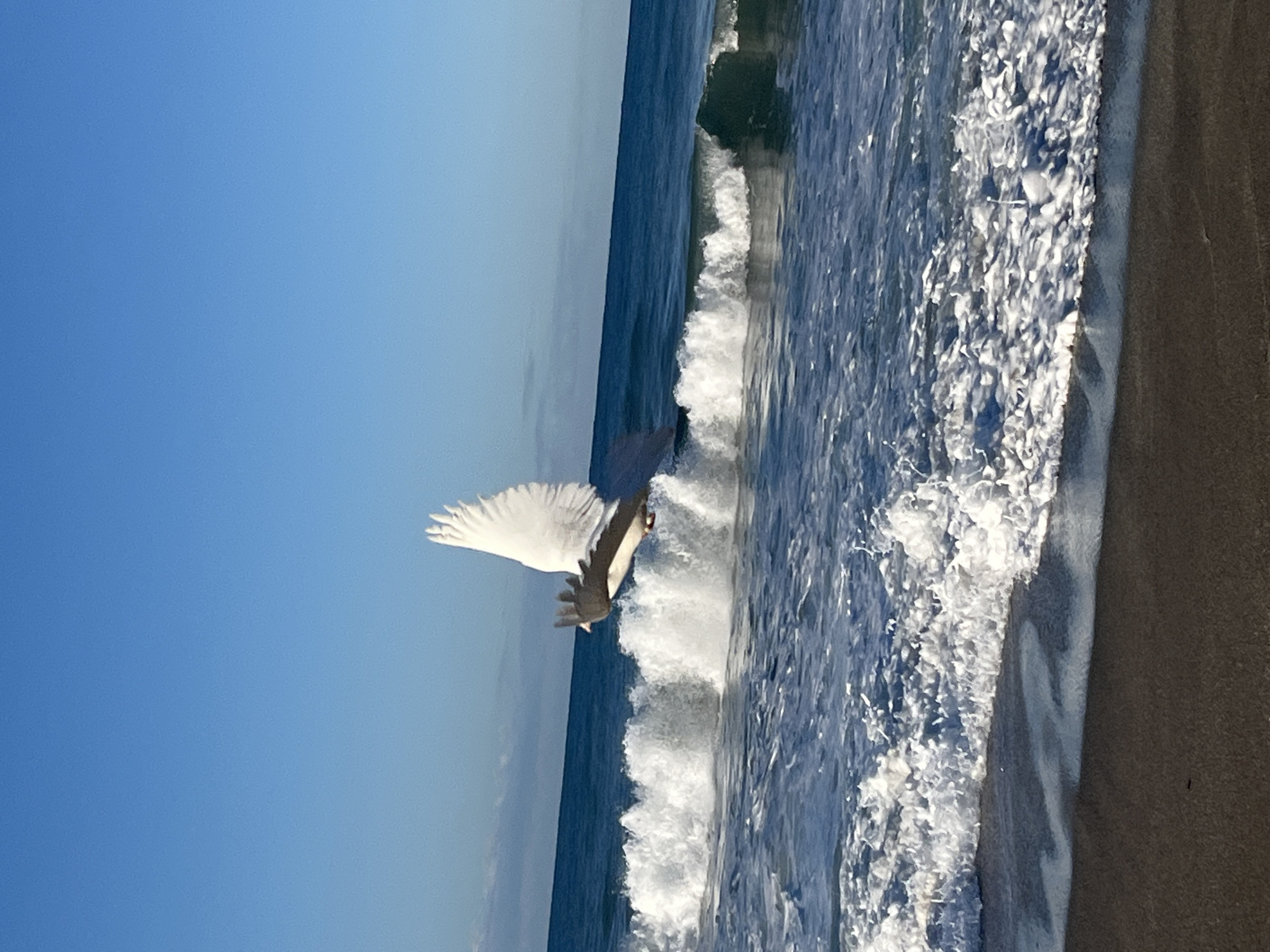 The photograph captures a coastal scene, likely taken on a beach in Alanya, Turkey. The sky is a clear, bright blue, contrasting sharply with the deep blue hues of the ocean. Waves are crashing onto the shoreline, with white foam and spray creating a dynamic and textured effect. A large white bird with outstretched wings is captured in mid-flight, positioned just above the breaking waves. The bird's presence adds a sense of movement and energy to the scene. The composition is balanced, with the sky, sea, and sand creating a harmonious blend of natural elements.