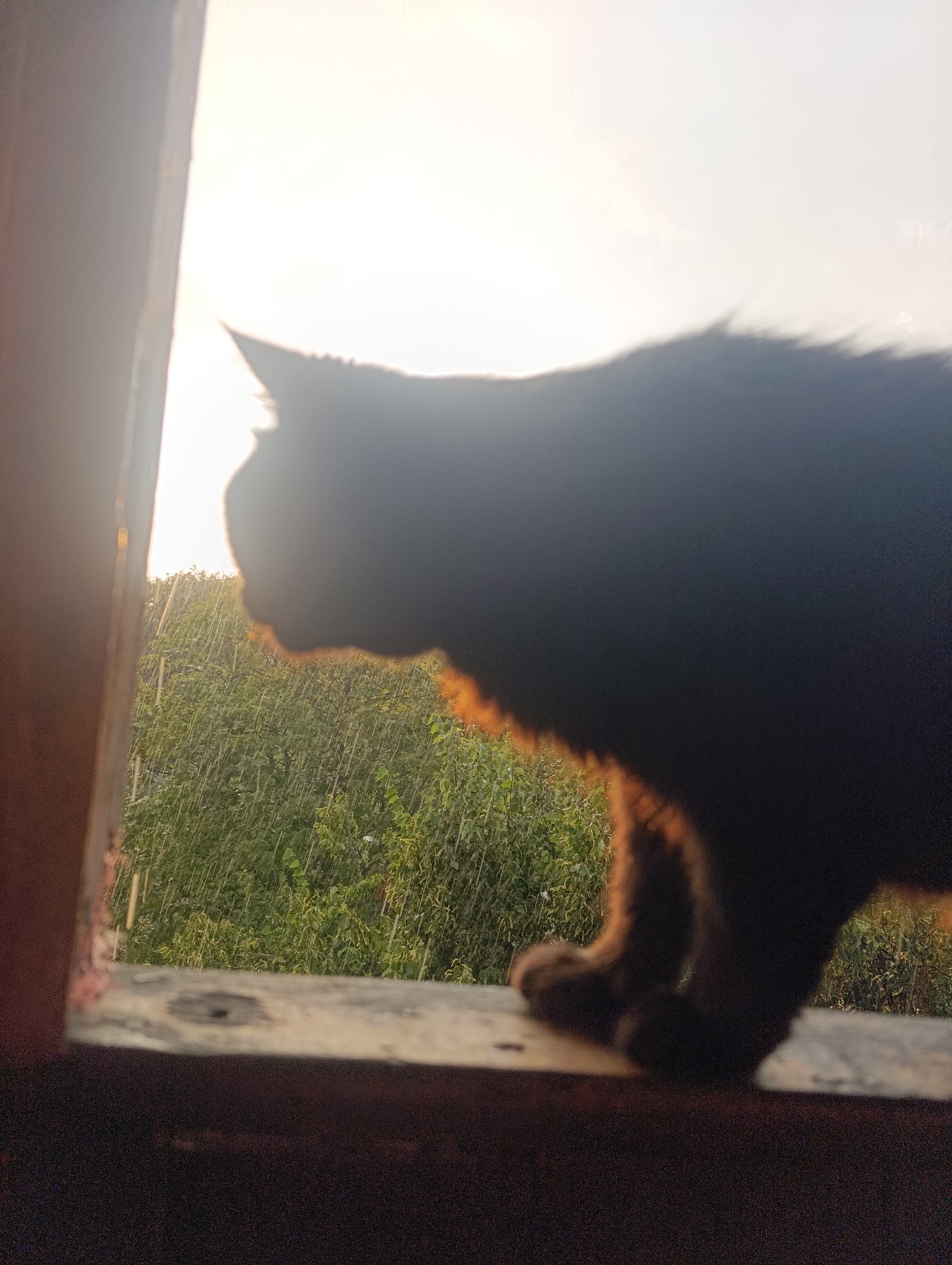 A silhouetted cat is positioned on a wooden ledge, facing left, with its back to the viewer. The cat's silhouette is dark against a bright, overexposed sky and a blurred background of green foliage, suggesting an outdoor environment. Sunlight streams from the left, casting a warm glow on the cat's fur. Vertical streaks are visible in the background, possibly indicating rain or a similar atmospheric effect. The foreground consists of the dark wooden ledge and a darker, blurry surface below it. The scene appears to be captured from a low angle, looking up towards the cat and the sky. The specific location in Zlatopil, Ukraine, is not visually evident from the image.