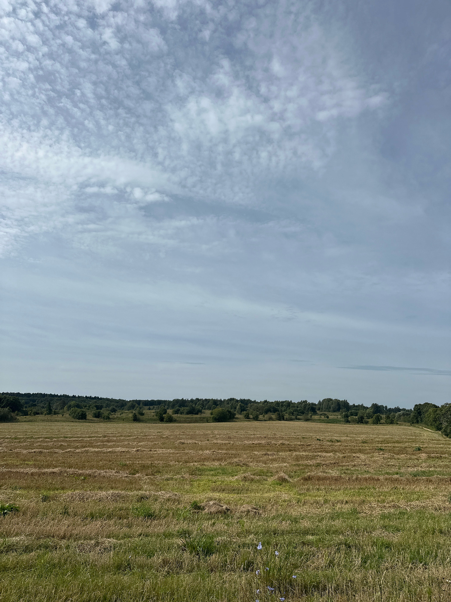 This is a vertical, medium-shot photograph of a mown field in the village of Нарацкі сельскі Савет, Belarus. The sky is mostly overcast with scattered white and grey clouds. In the foreground, a field of dry, light brown grass is mown in horizontal rows. A few sprigs of green grass and some small blue wildflowers are visible in the lower portion of the field. The middle ground consists of a gentle, sloping field, also mown. In the background, a dense line of dark green trees forms the horizon. The overall impression is one of a rural landscape under a cloudy sky.