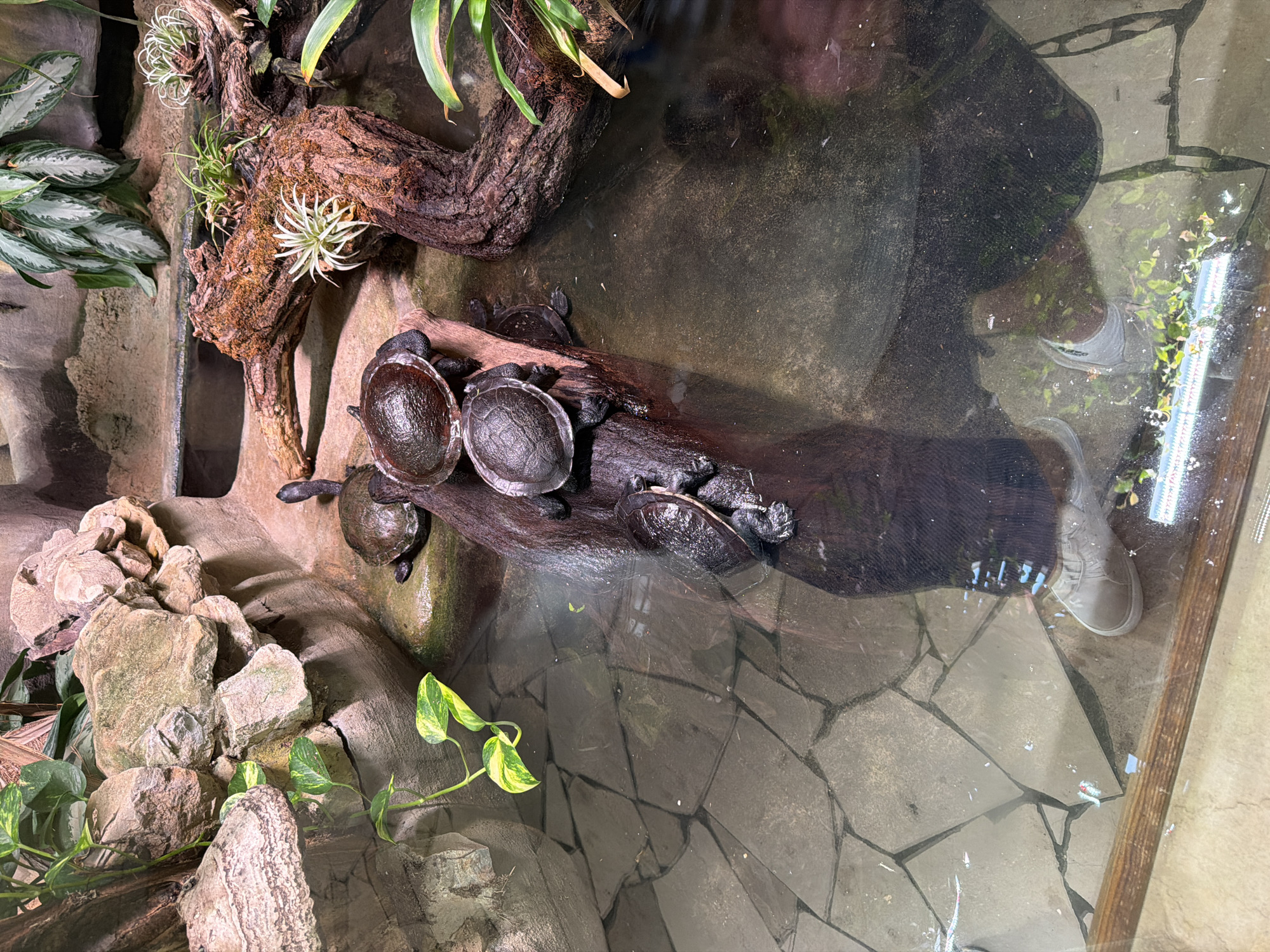 In an indoor enclosure with a shallow pool of water, several small turtles are gathered on a dark, waterlogged log. The enclosure is decorated with rocks, driftwood, and various plants. The water is clear, and the bottom of the pool is paved with irregularly shaped stones. A person's legs and feet, clad in light-colored sneakers and dark pants, are visible in the lower right corner of the frame, reflected in the water. The scene appears to be a zoo exhibit or a well-maintained terrarium.