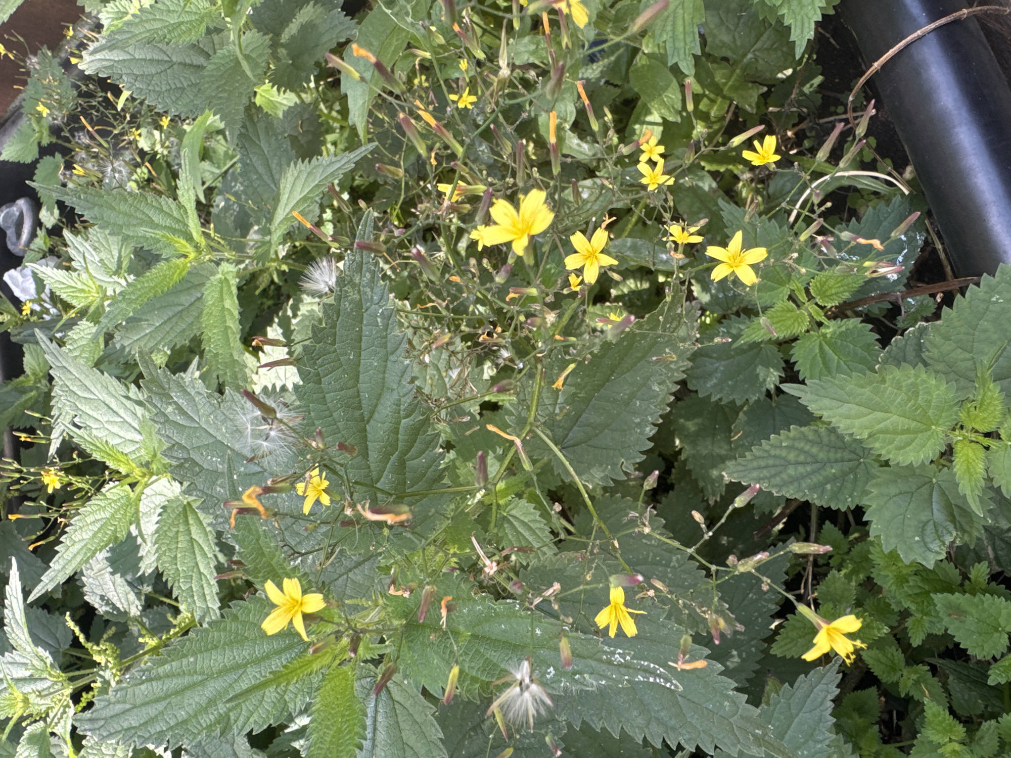 The image shows a close-up view of nettles and small yellow wildflowers. The nettles have large, serrated green leaves with visible veins. The wildflowers are yellow with five petals and are scattered among the nettles. Some of the flowers are in bloom, while others are in bud or have gone to seed, with fluffy white seed heads visible. The plants appear to be growing in a natural setting, possibly in a garden or a wild area. The lighting suggests it is daytime, and the scene is outdoors. There are no people or animals visible in the image. The overall impression is of lush, untamed greenery with delicate pops of yellow.