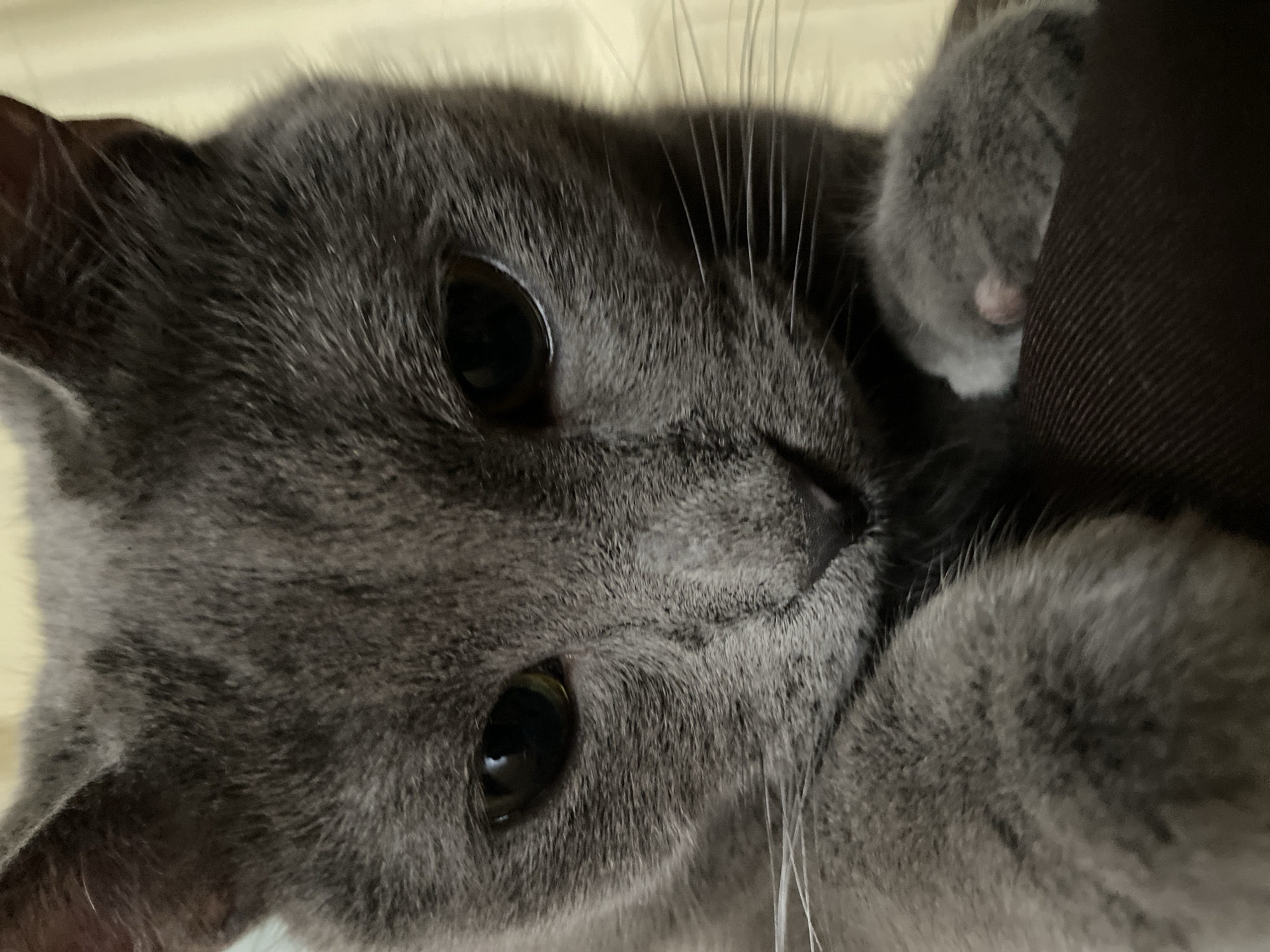 A close-up, low-angle shot captures a grey cat's face as it looks down. The cat's fur is a uniform grey, with darker markings around its eyes and on its nose. Its eyes are large, dark, and slightly hooded. The cat's whiskers are long and white, fanning out from its muzzle. The cat's paws are visible in the foreground, one gently resting on a dark, textured surface, possibly fabric. The background is a soft, light yellow. The lighting is soft and diffused. The image is taken from a very close perspective, emphasizing the texture of the cat's fur and the details of its face. There is no discernible urban environment or any indication of a specific city.