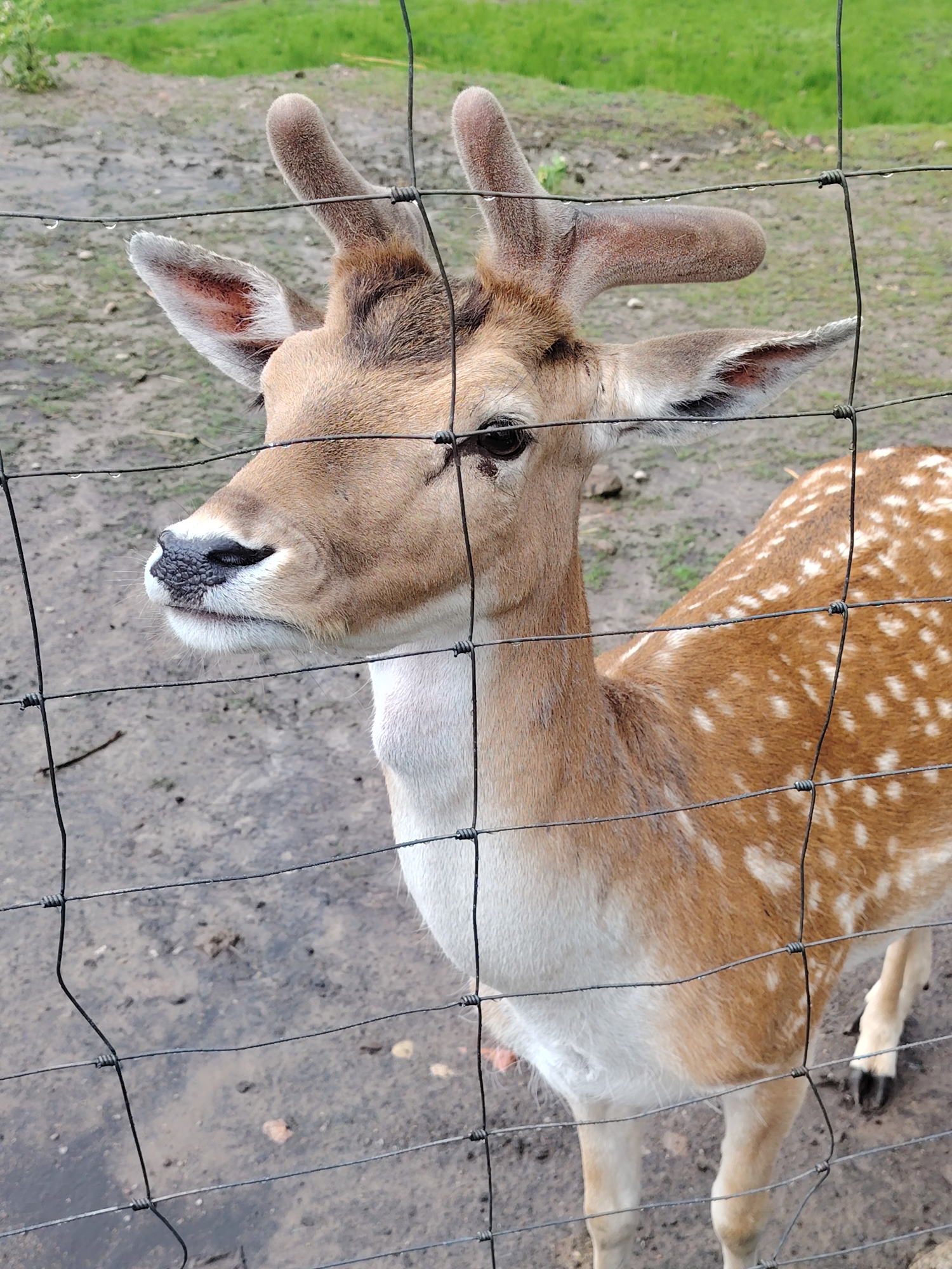 This image captures a young fallow deer (Dama dama) standing behind a dark wire mesh fence within an outdoor enclosure located in Minsk, Belarus. The deer's head and upper body are prominently featured, with its head turned slightly to its left. Its coat is a light fawn color, marked with numerous distinct white spots across its visible back and flanks, transitioning to white fur on its underbelly and inner leg. Two developing antlers, covered in velvet, project from the top of its head. The deer's ears are erect, and its dark eye is visible on the right side of its face. The muzzle is dark and textured, framed by white fur around the nostrils and mouth area.
The fence, composed of dark-colored wire, forms a grid pattern. Multiple small, spherical water droplets are present on the horizontal strands of the wire fence, indicative of recent moisture. The immediate ground surface within the enclosure, both under and around the deer, is wet, muddy, and uneven, consistent with exposed earth after precipitation. Beyond the muddy foreground, patches of green vegetation and further earth are visible, suggesting a natural outdoor environment. The deer's posture indicates it is standing, with a portion of its right front leg and hoof visible towards the bottom right of the frame. No people or other animals are discernible in the scene.