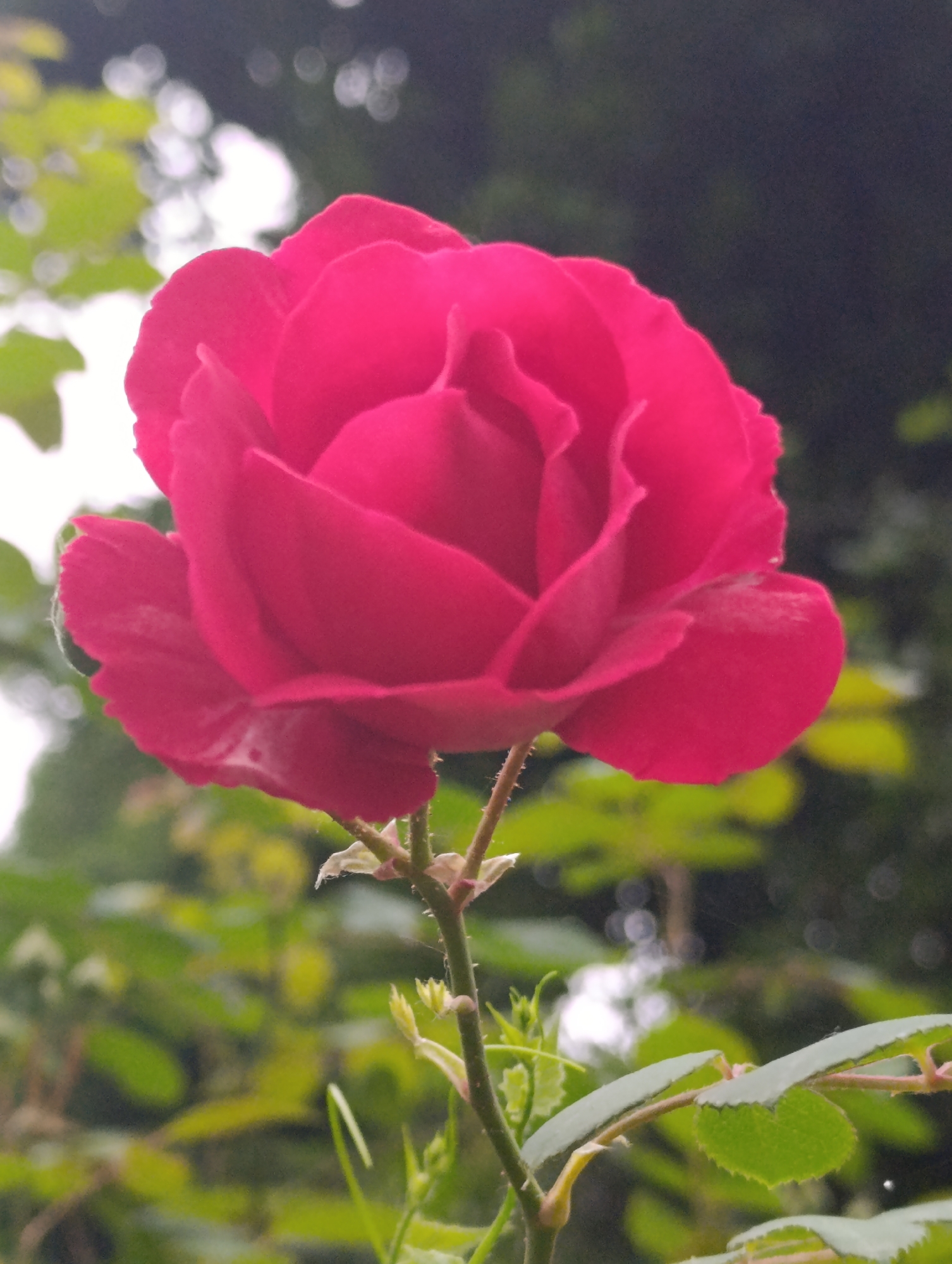 A close-up, vertical, medium shot captures a vibrant pink rose in full bloom, positioned slightly right of center. The rose's petals are richly textured, with delicate folds and a velvety appearance. A thin stem, adorned with small, green leaves and thorny protrusions, supports the flower. The background is a soft blur of muted greens and dark grays, with indistinct shapes suggesting foliage and possibly the sky. The image appears to be taken outdoors, likely in a garden or natural setting. The location of Vashisht, India is not visually discernible from the provided image.