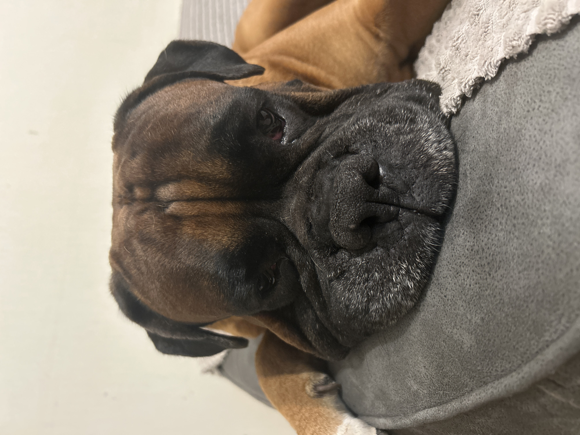 A close-up, head-on shot shows a brown boxer dog resting its head on a gray surface. The dog's face is in focus, with its large, wrinkled snout and dark eyes prominent. Its ears are visible and black. The dog's body is a rich brown color. The background is a plain, light-colored wall. The image appears to be taken indoors.