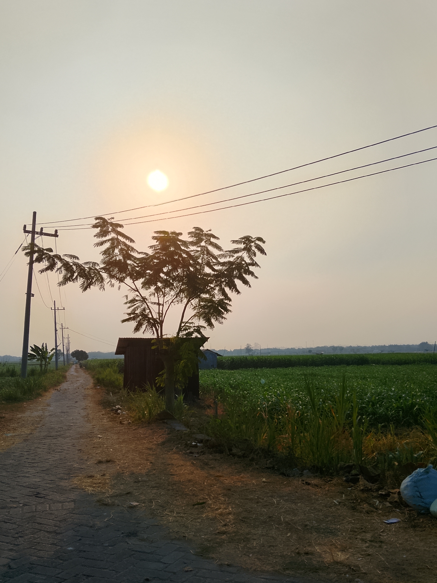 The image depicts a rural scene at dusk in Ngadrin, Indonesia. A paved pathway runs from the foreground towards the horizon, lined on the left by a field of green crops and on the right by a dense, green field of vegetation. A lone tree with sparse, fanned leaves stands near a small, dilapidated wooden structure with a corrugated metal roof. Several utility poles with wires stretch across the sky, which is dominated by a soft, pale glow from the setting sun. In the distance, more fields and a hint of trees can be seen. A light blue tarp or bag rests on the ground near the right edge of the frame, partially obscuring some dry grass and debris. The overall atmosphere is serene and tranquil.