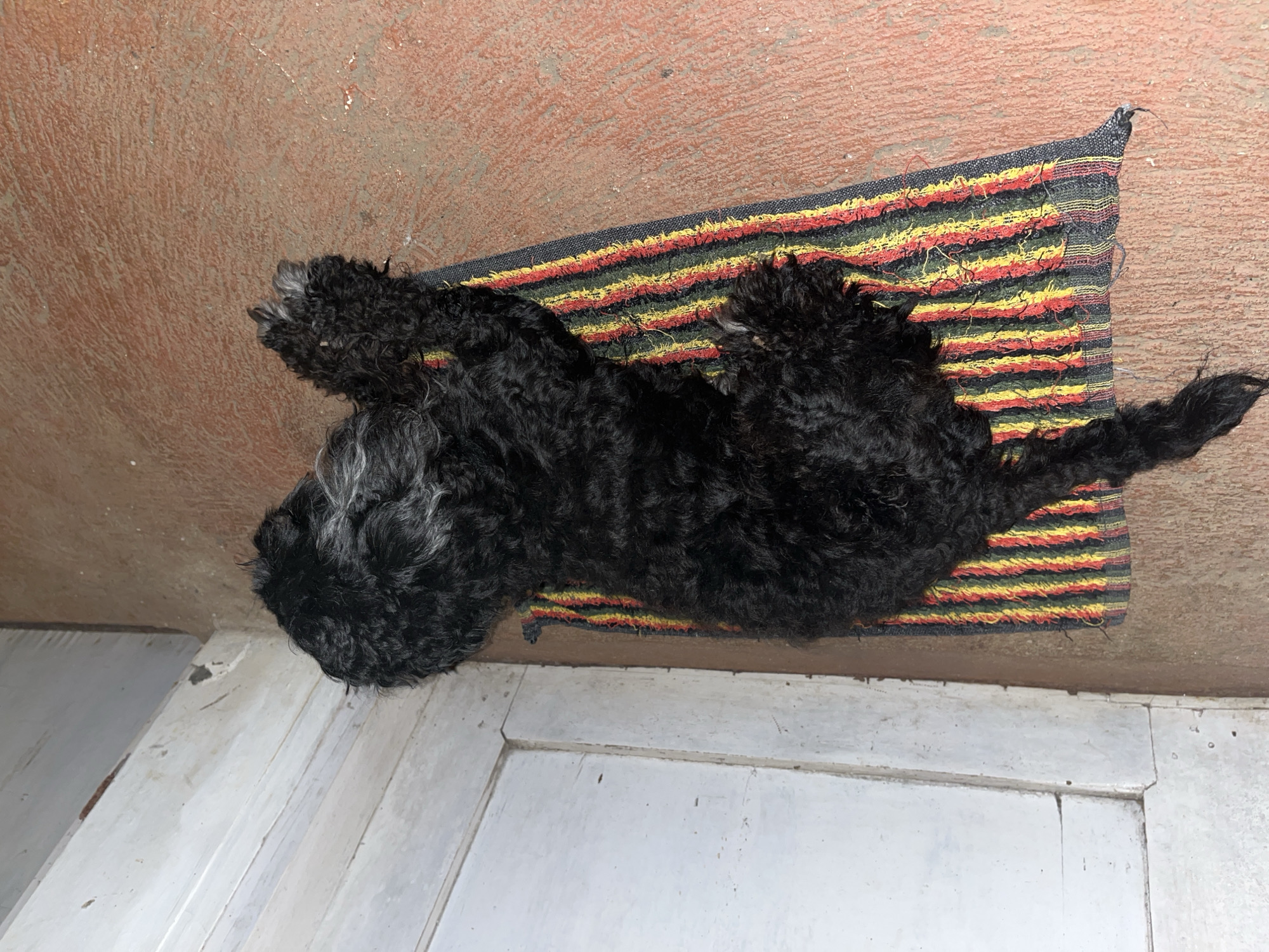A black, curly-haired dog is lying on a striped rug. The rug has horizontal stripes of red, yellow, and green. The dog is positioned with its head towards the right of the image and its tail towards the left. Its fur is dark and appears somewhat matted. The dog's paws are visible, and some appear to have grey or white fur mixed in. The rug is placed on a reddish-brown, textured floor. In the background, a white door or wall with horizontal planks is visible. The lighting suggests it is daytime, and the scene appears to be indoors, possibly near an entrance or doorway.